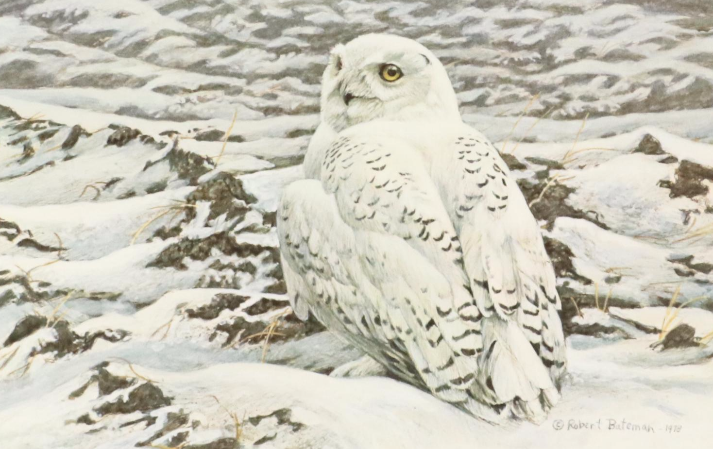 Robert M. Bateman Offset Lithograph "Plowed Field - Snowy Owl," 1987