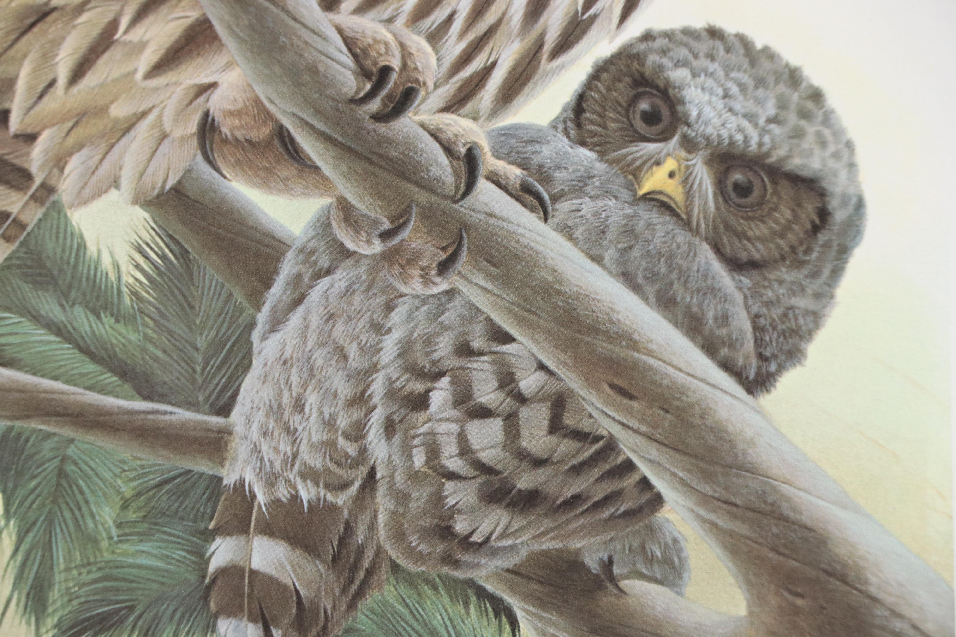 John A. Ruthven Offset Lithograph "Barred Owls," 1979