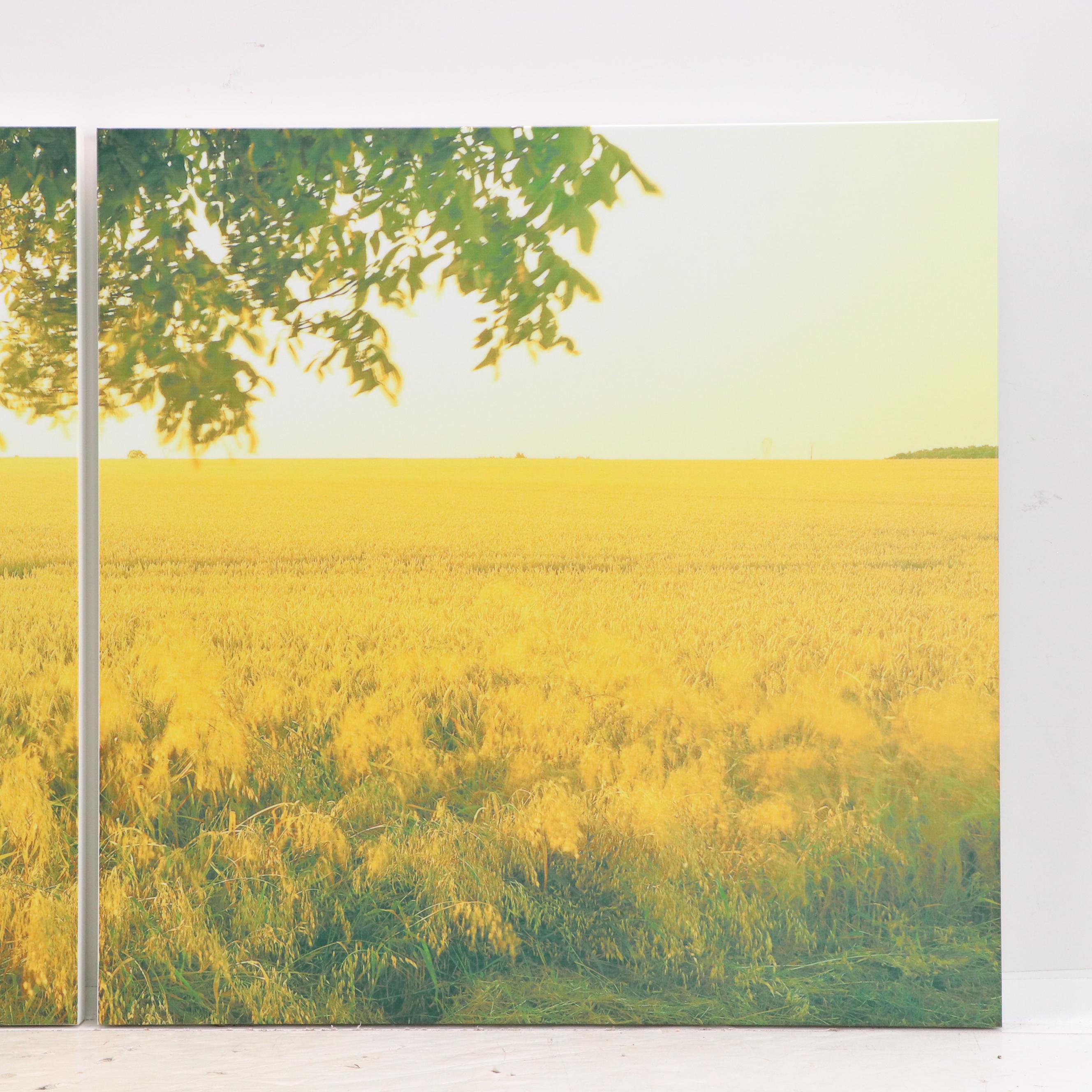 Photographic Golden Field Giclée Triptych