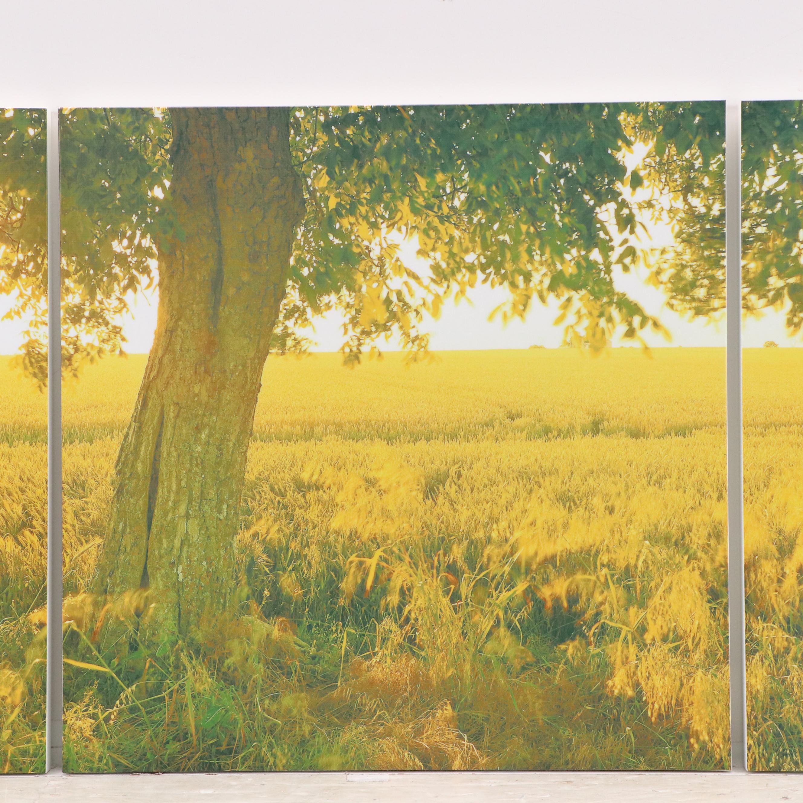 Photographic Golden Field Giclée Triptych