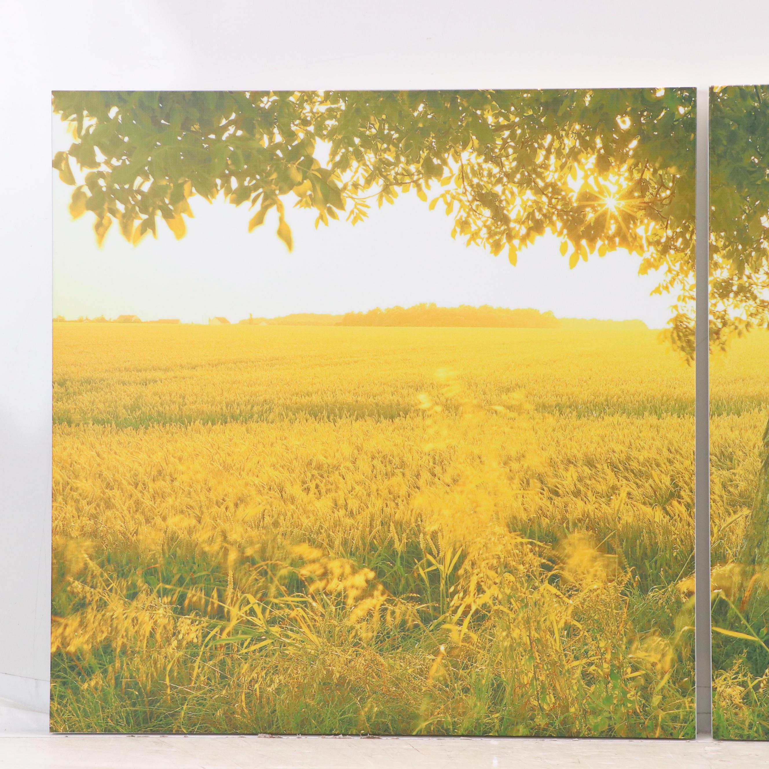 Photographic Golden Field Giclée Triptych