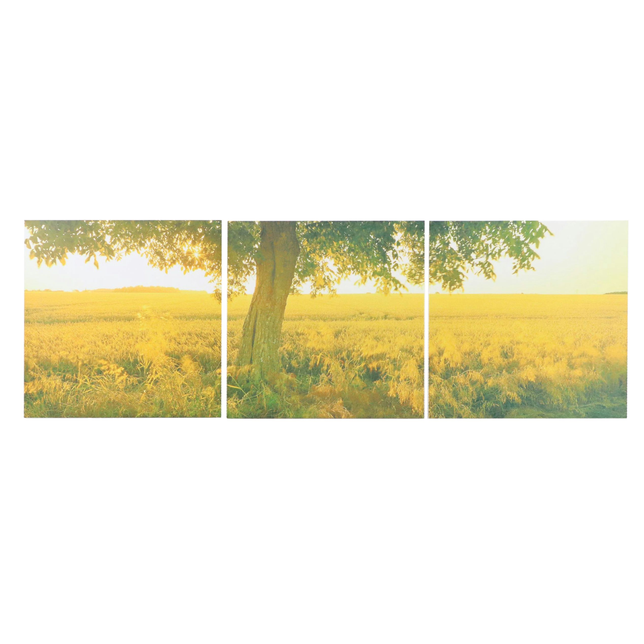 Photographic Golden Field Giclée Triptych