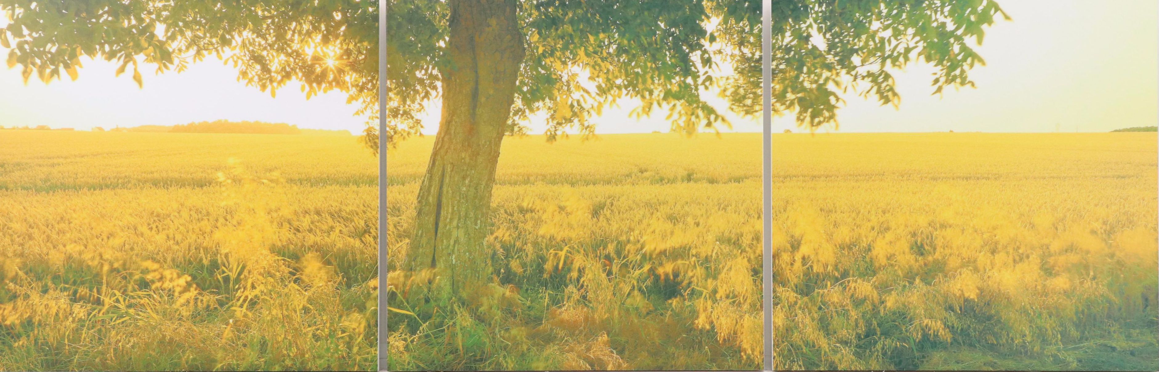 Photographic Golden Field Giclée Triptych