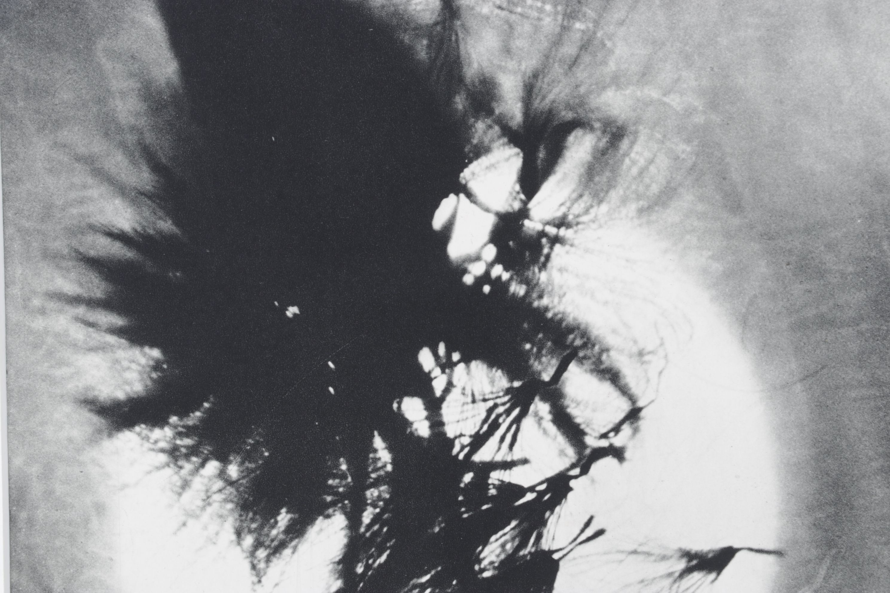 Erwe Kondor Photogravure "Sun Behind a Plant" for VERVE No. 4, 1939