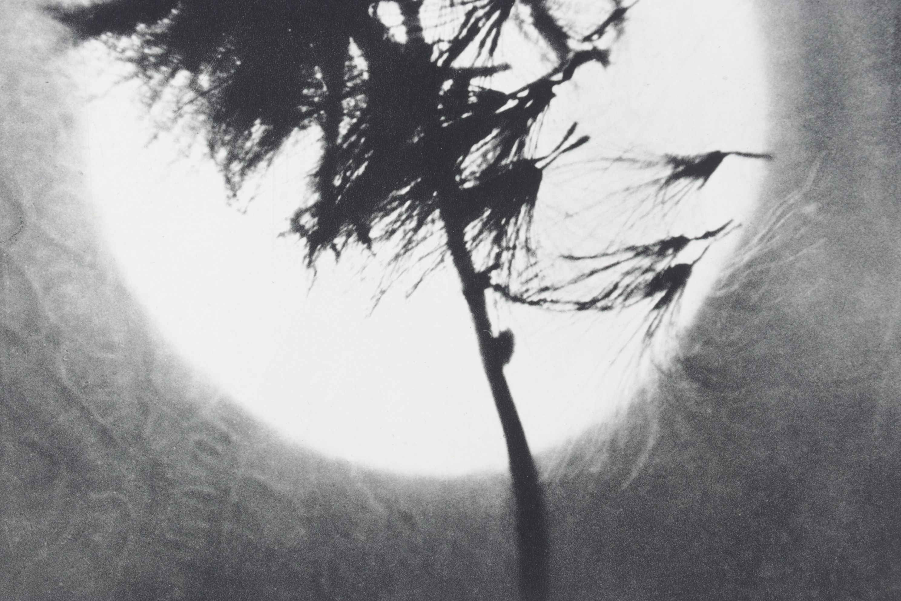 Erwe Kondor Photogravure "Sun Behind a Plant" for VERVE No. 4, 1939