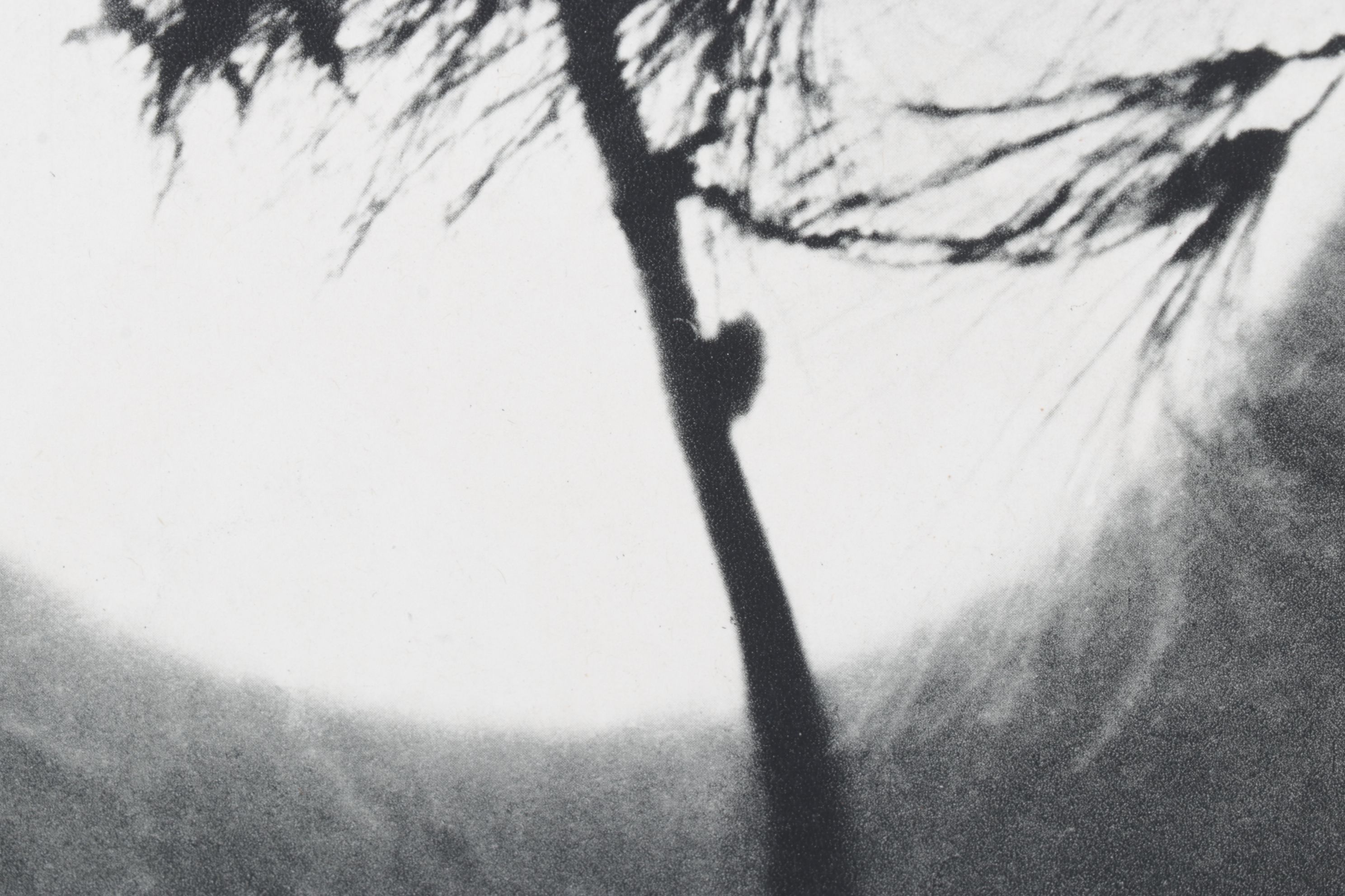 Erwe Kondor Photogravure "Sun Behind a Plant" for VERVE No. 4, 1939