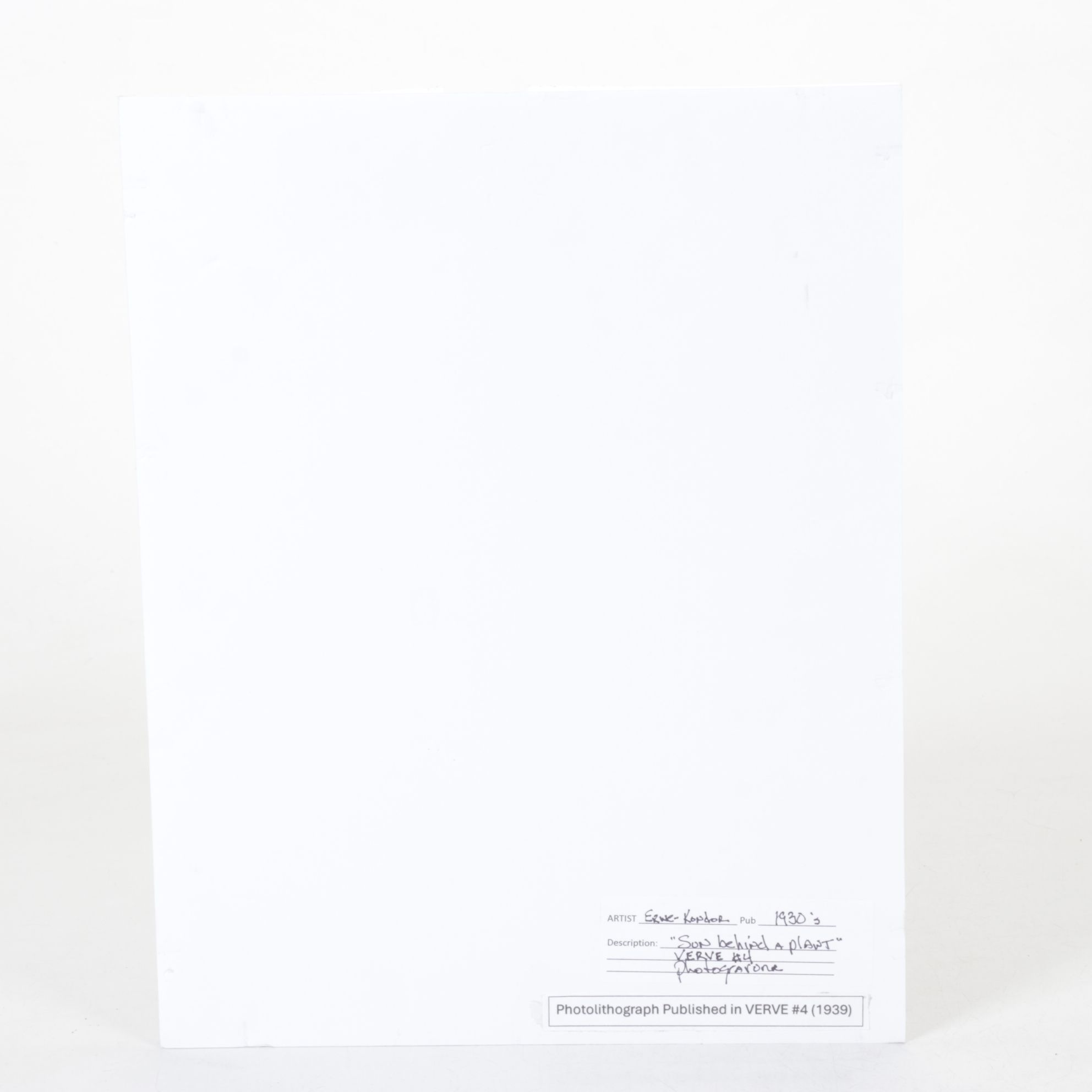 Erwe Kondor Photogravure "Sun Behind a Plant" for VERVE No. 4, 1939