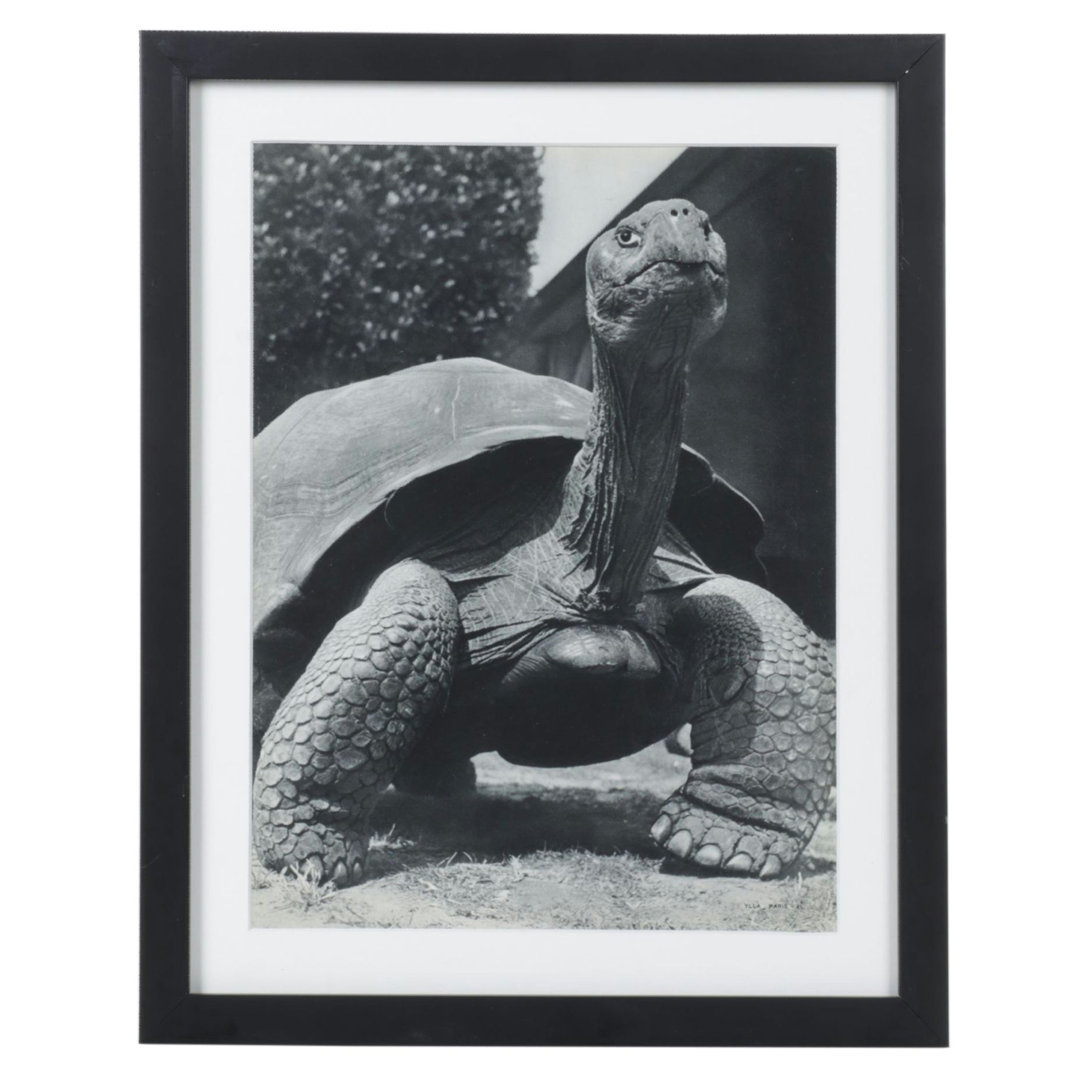 Ylla Photolithograph "Tortoise," 1940