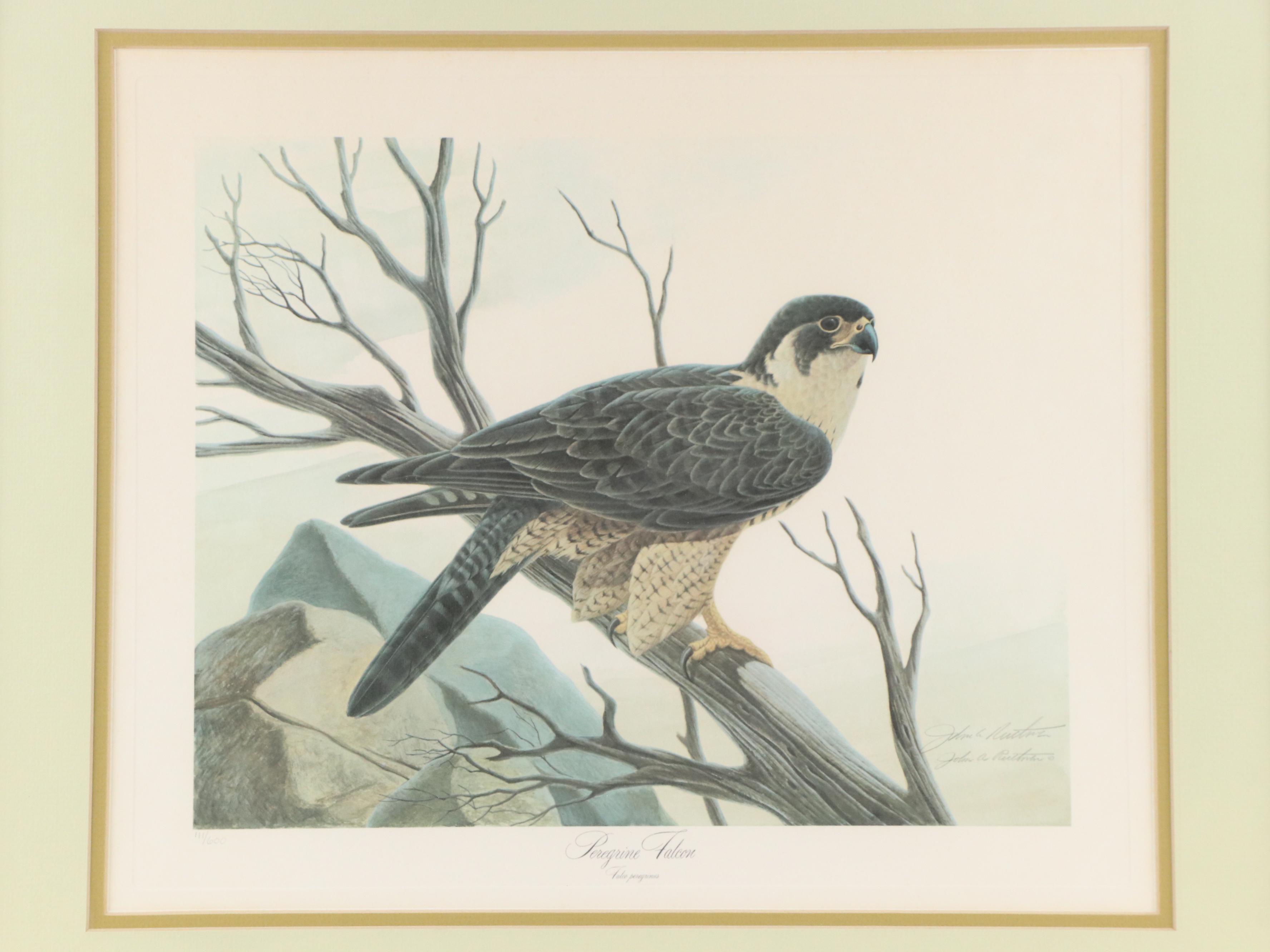 John Ruthven Offset Lithograph "Peregrine Falcon"