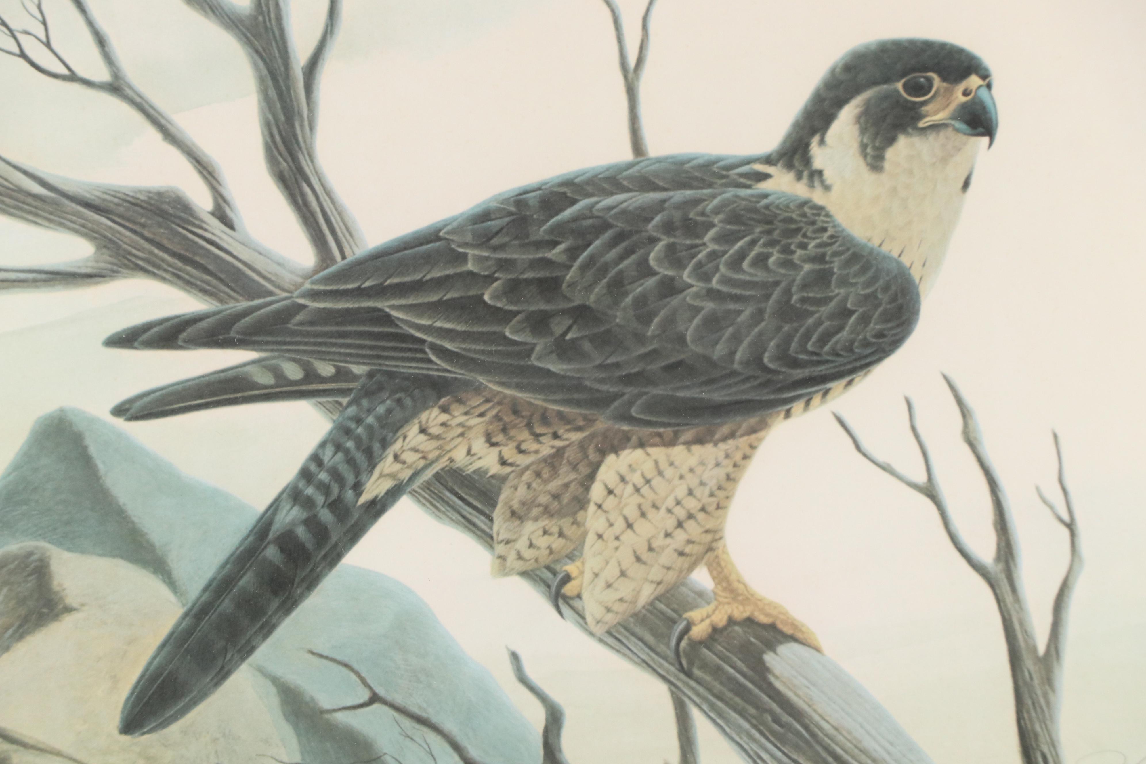 John Ruthven Offset Lithograph "Peregrine Falcon"