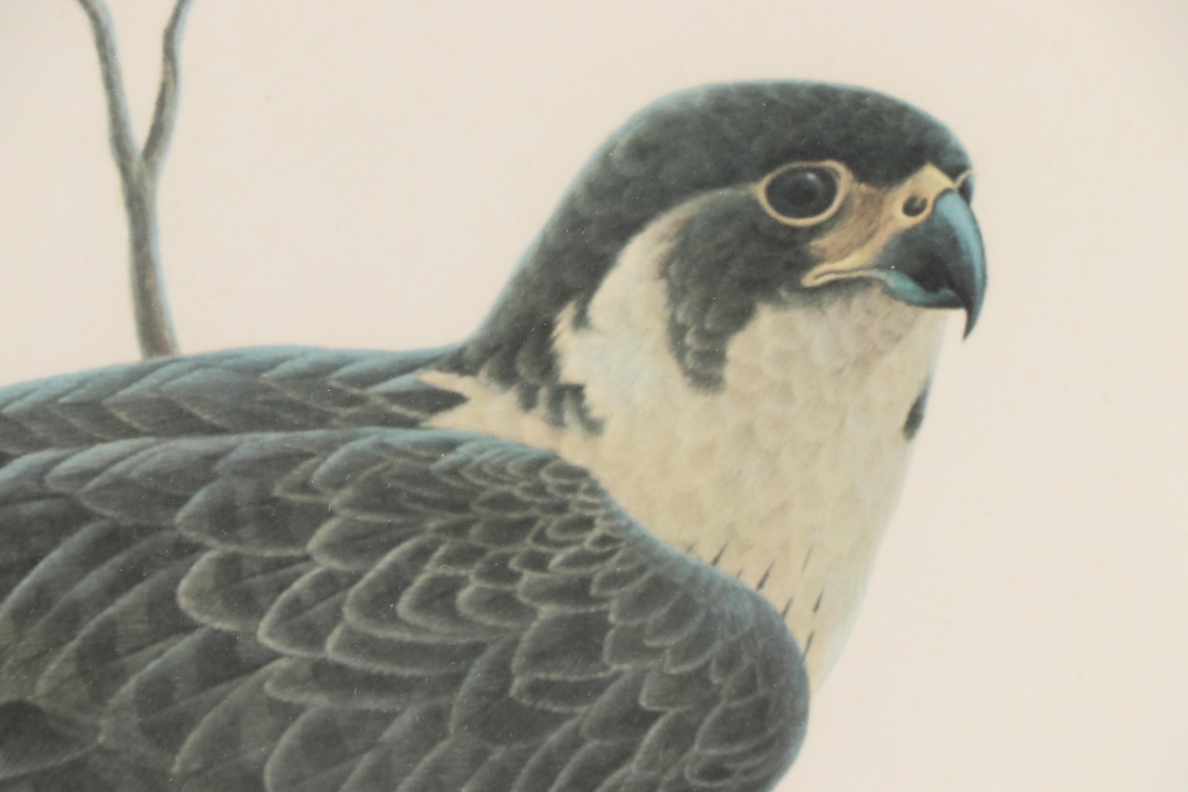 John Ruthven Offset Lithograph "Peregrine Falcon"