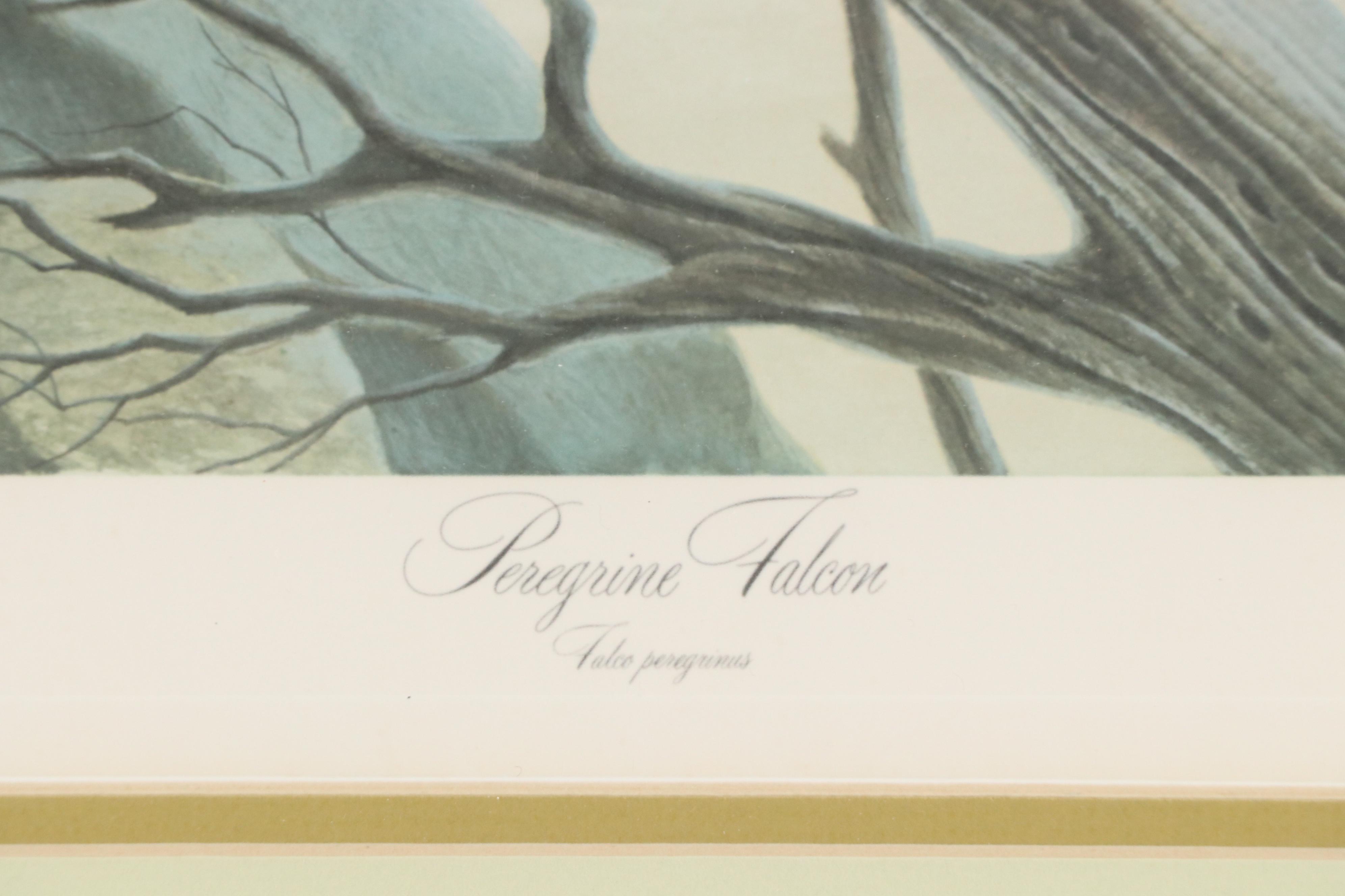 John Ruthven Offset Lithograph "Peregrine Falcon"