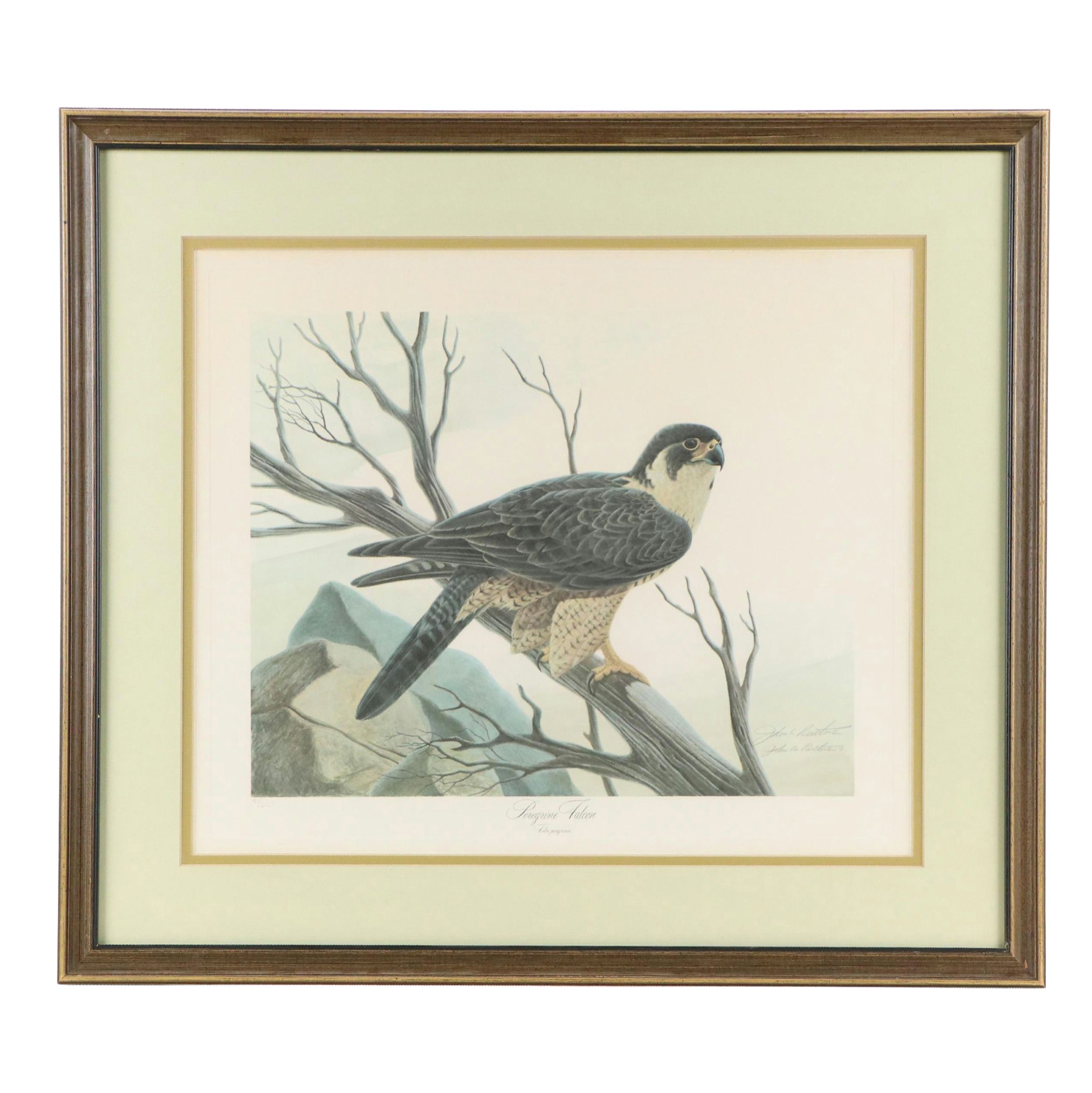 John Ruthven Offset Lithograph "Peregrine Falcon"