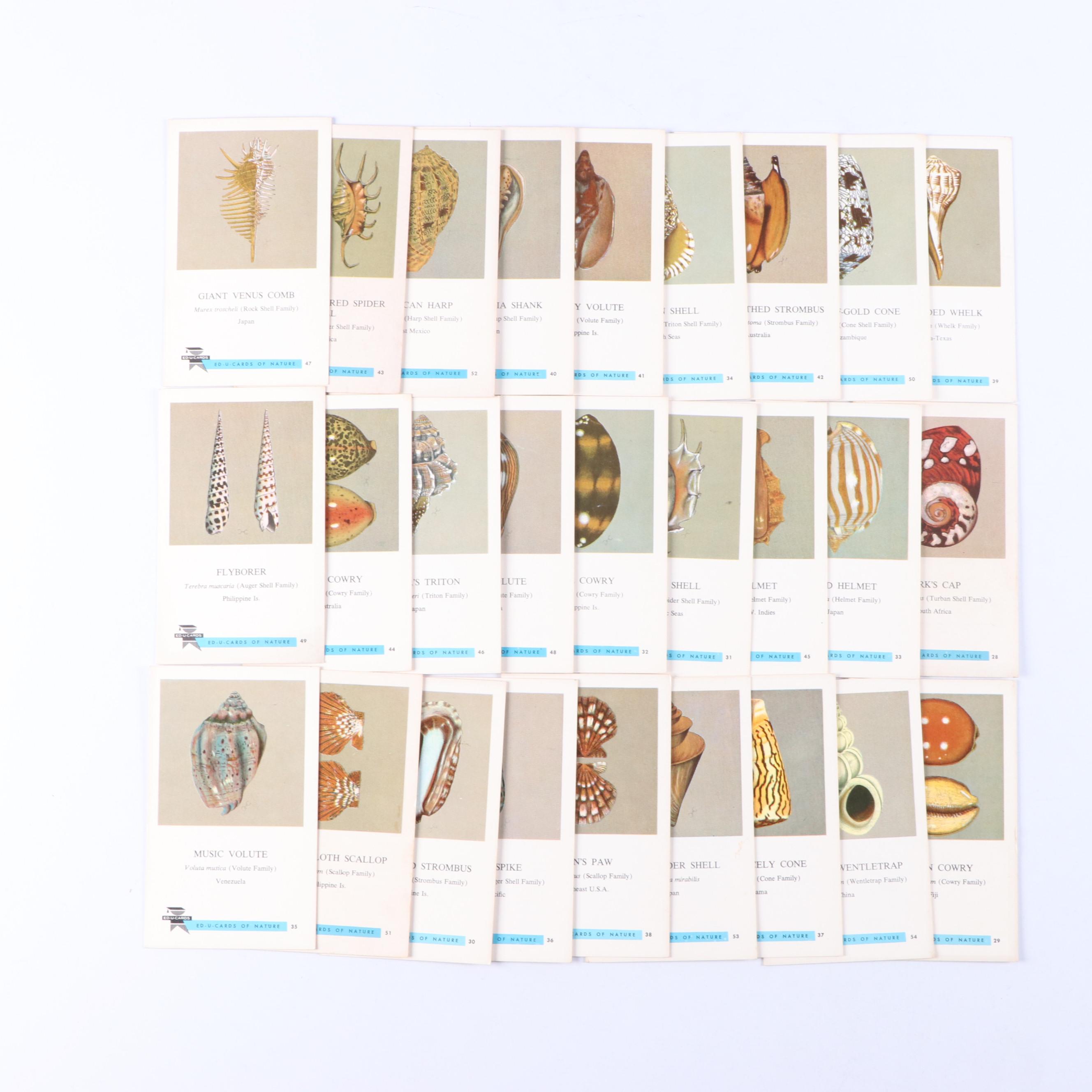 Fighting Conch, Murex and More Seashells in Glass Jars with ED-U-Cards of Nature