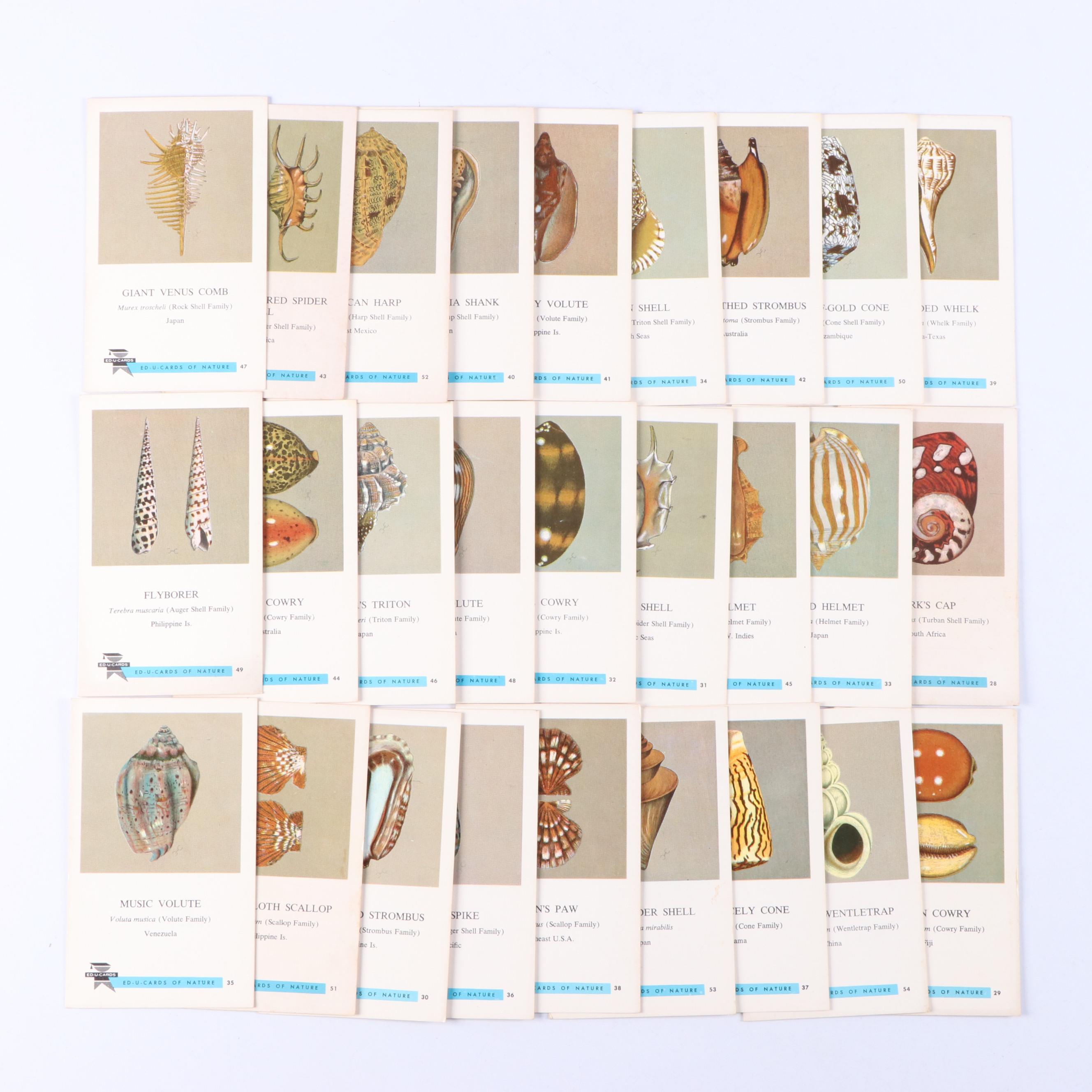 Fighting Conch, Murex and More Seashells in Glass Jars with ED-U-Cards of Nature