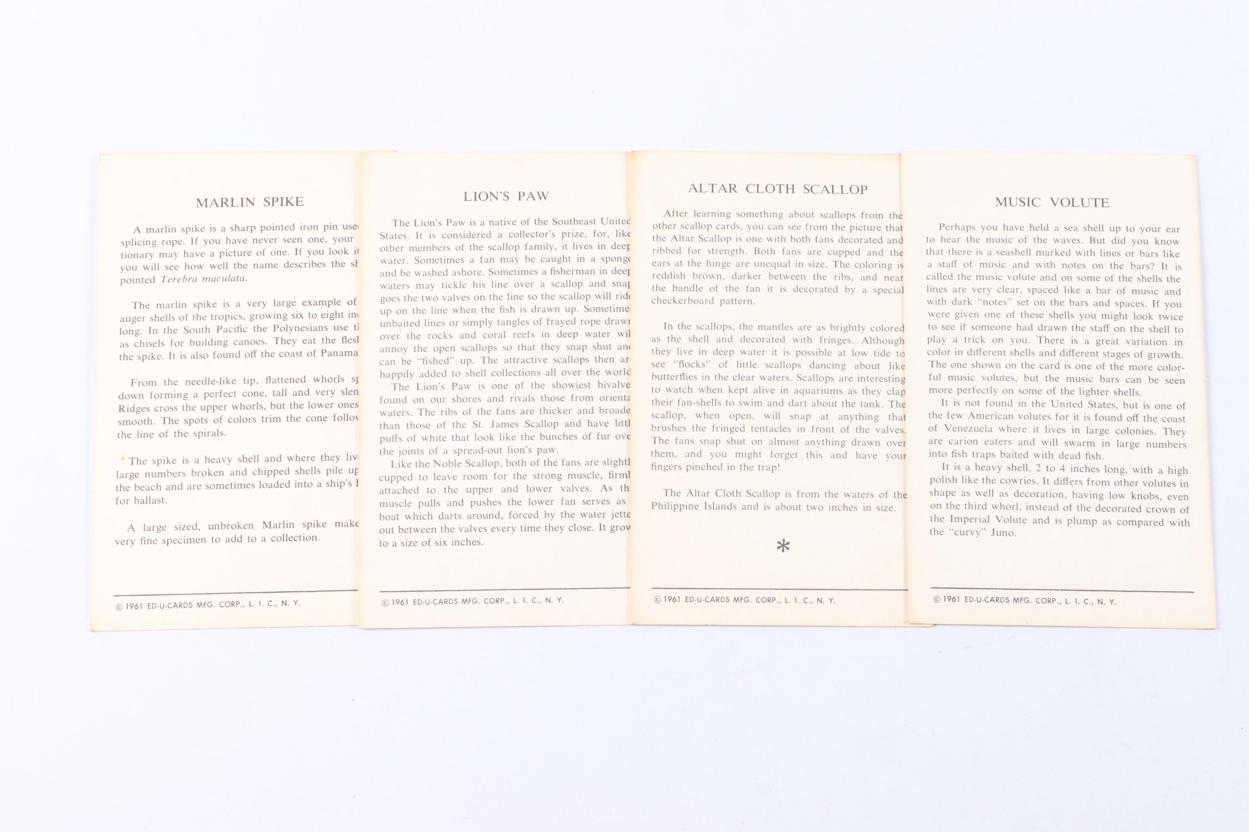 Fighting Conch, Murex and More Seashells in Glass Jars with ED-U-Cards of Nature