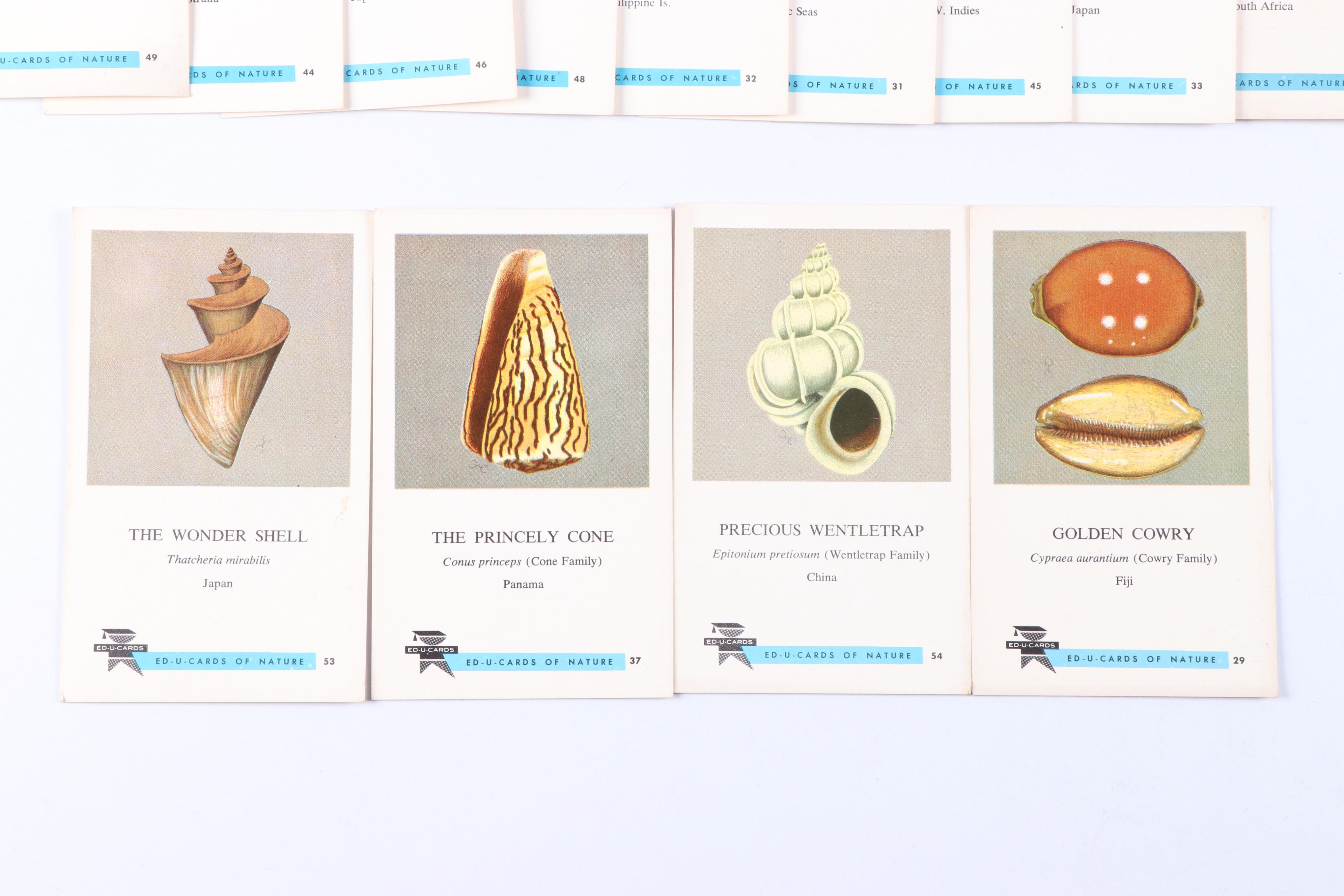Fighting Conch, Murex and More Seashells in Glass Jars with ED-U-Cards of Nature