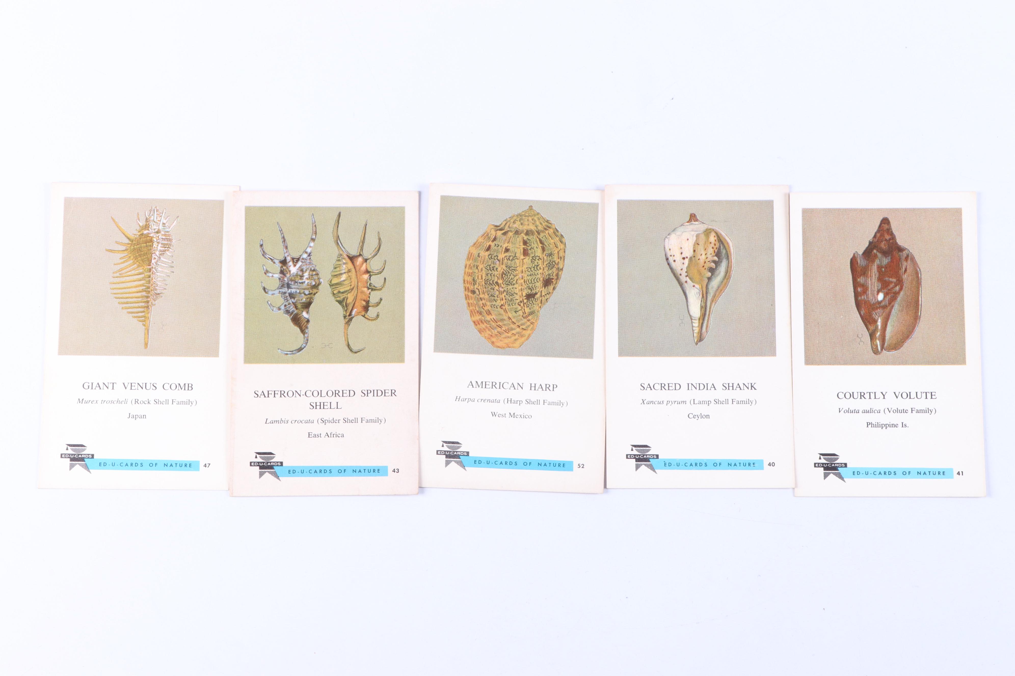 Fighting Conch, Murex and More Seashells in Glass Jars with ED-U-Cards of Nature