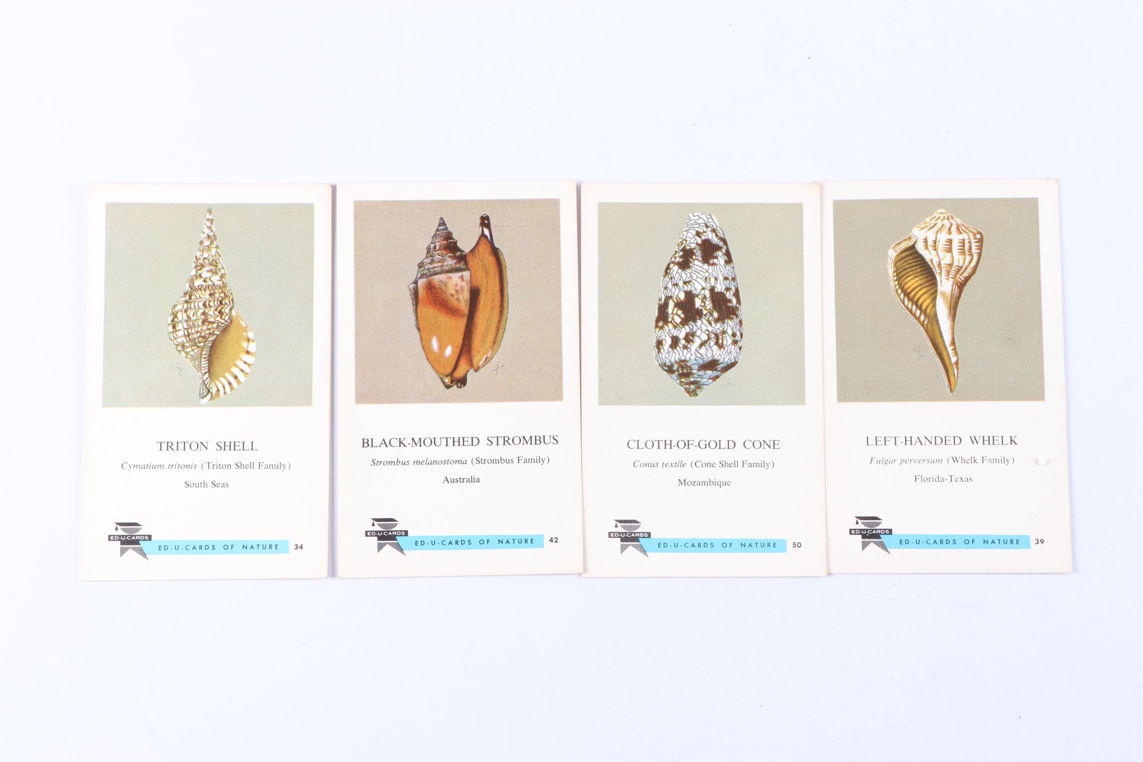 Fighting Conch, Murex and More Seashells in Glass Jars with ED-U-Cards of Nature