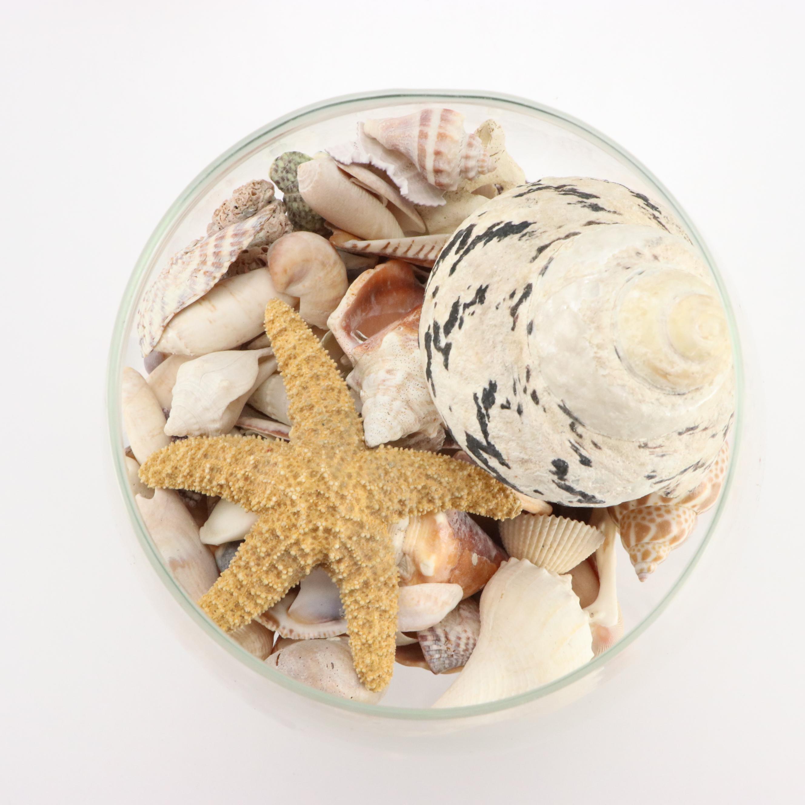 Fighting Conch, Murex and More Seashells in Glass Jars with ED-U-Cards of Nature