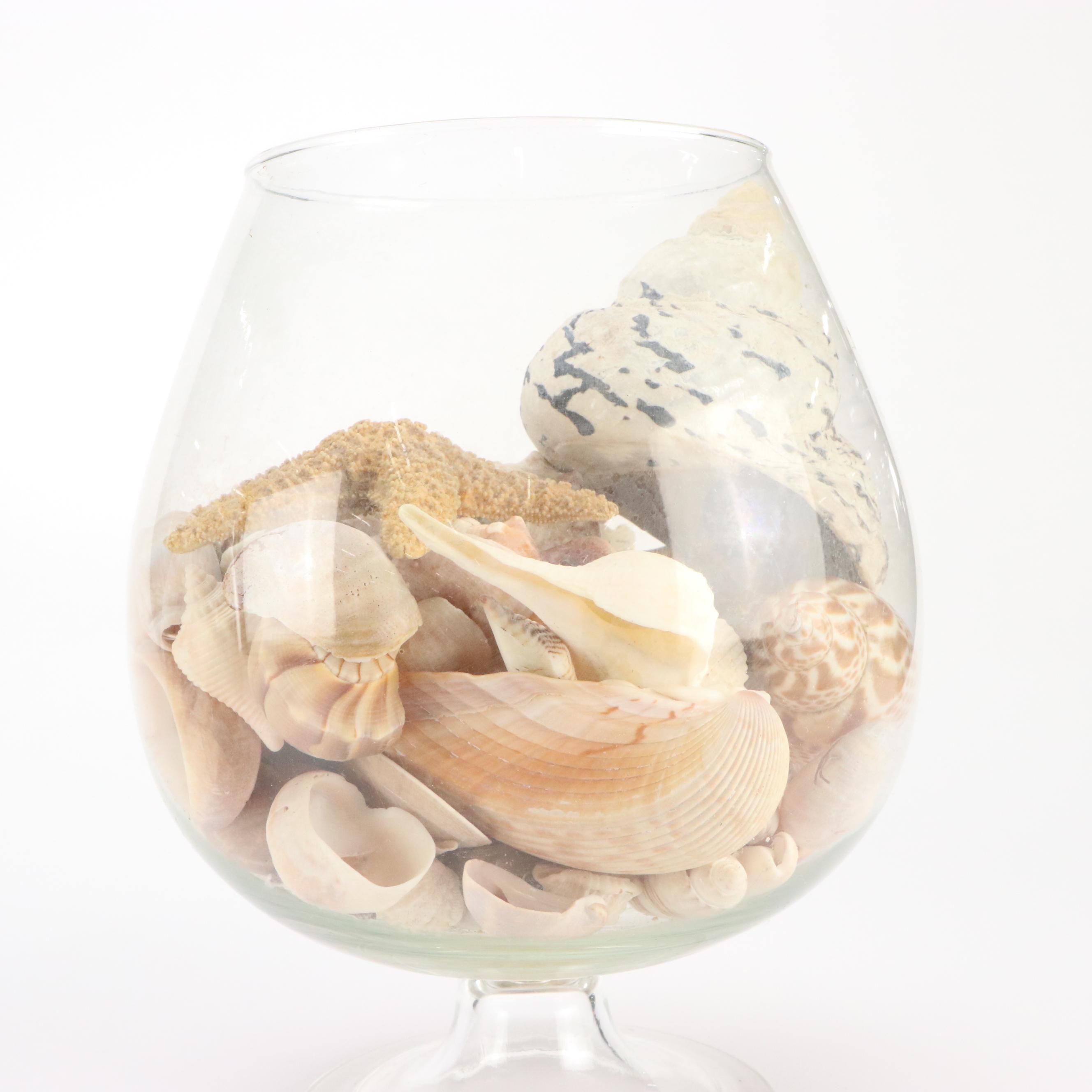 Fighting Conch, Murex and More Seashells in Glass Jars with ED-U-Cards of Nature