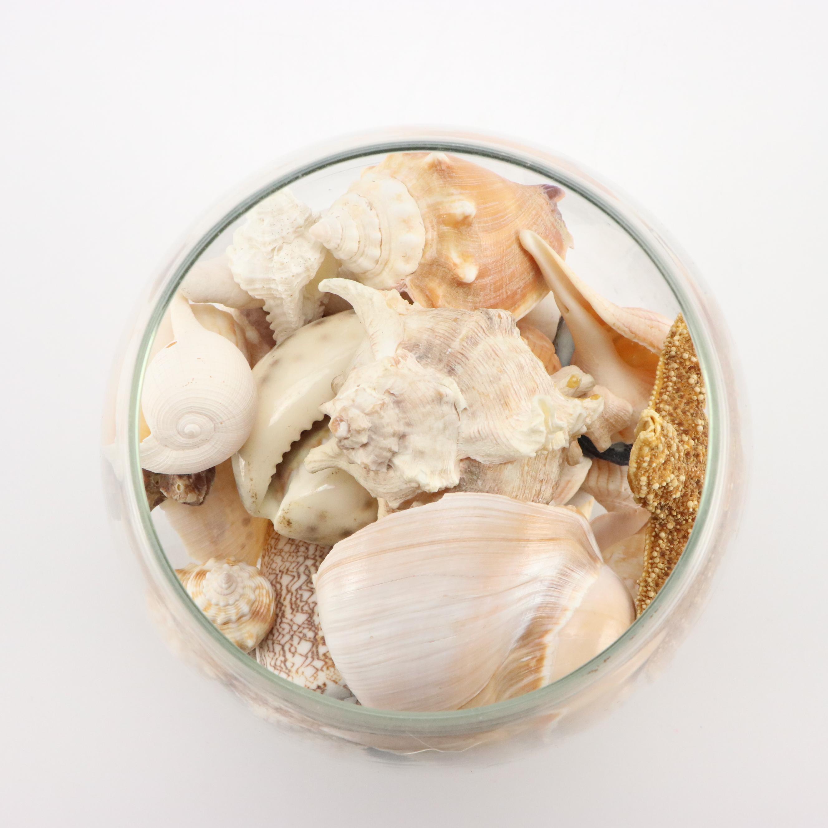Fighting Conch, Murex and More Seashells in Glass Jars with ED-U-Cards of Nature