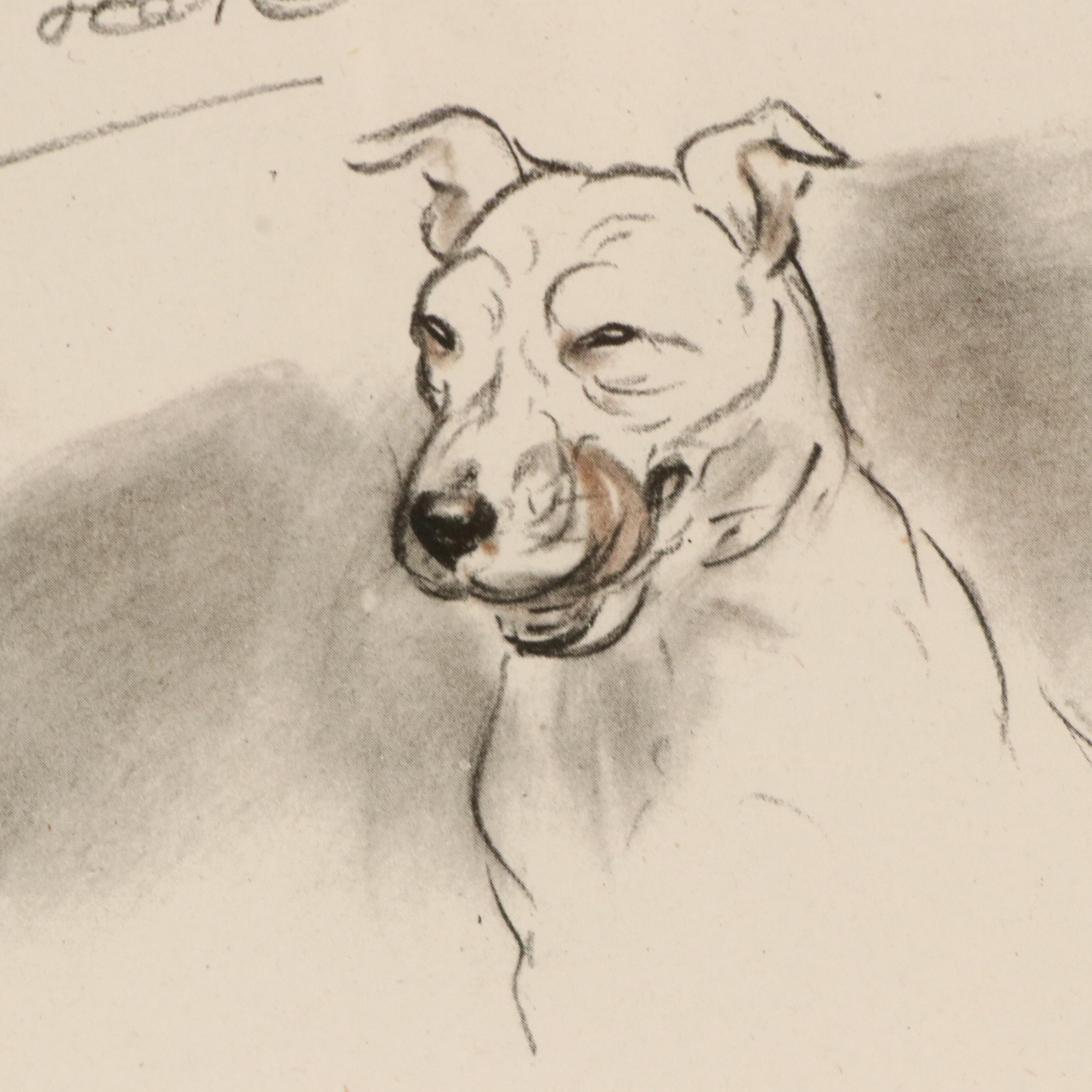Offset Lithograph and Halftone Illustrations of Bull Terriers, 20th Century