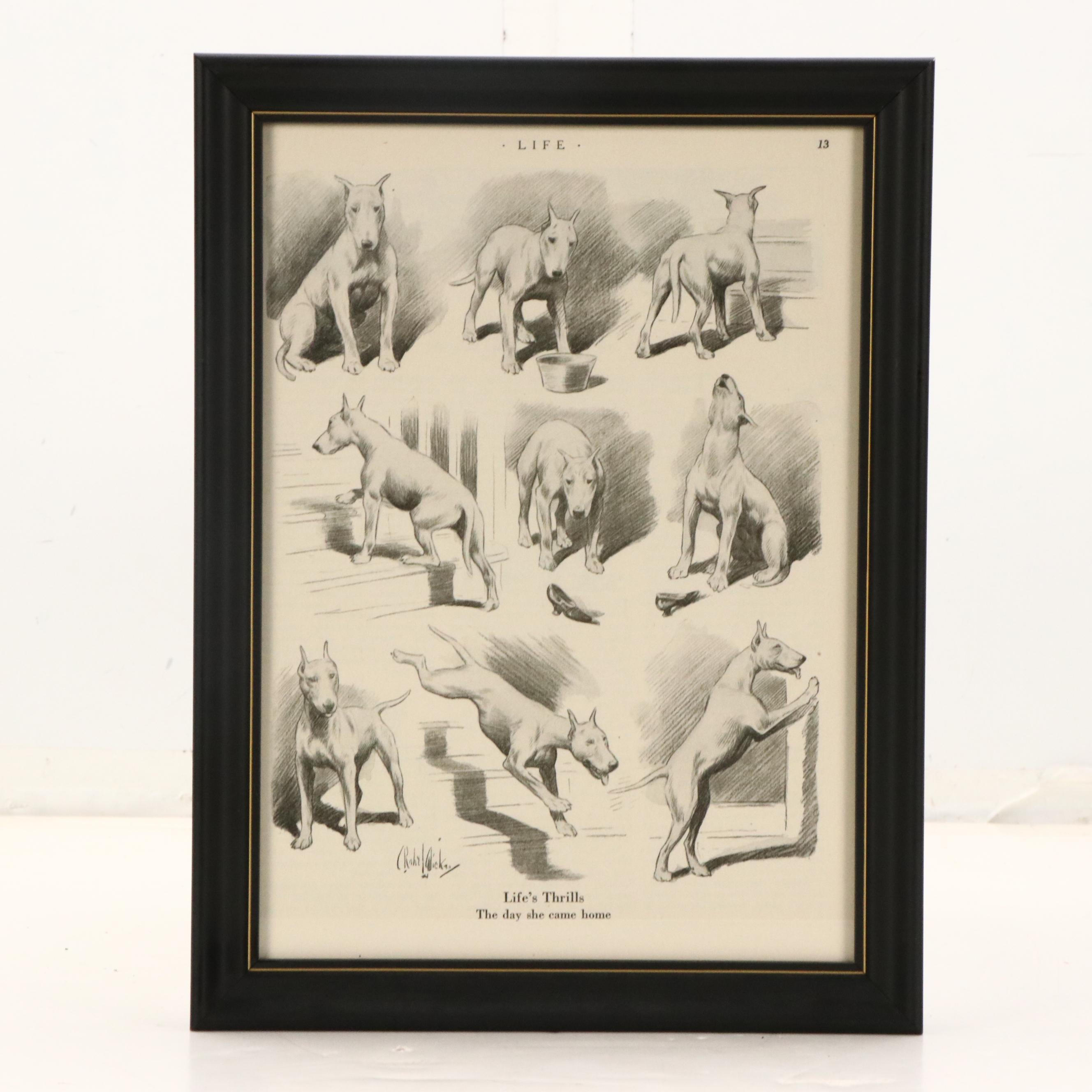 Offset Lithograph and Halftone Illustrations of Bull Terriers, 20th Century