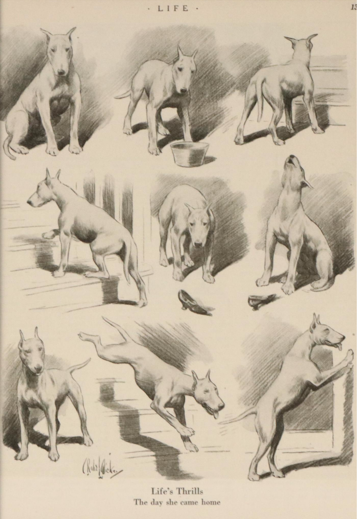 Offset Lithograph and Halftone Illustrations of Bull Terriers, 20th Century