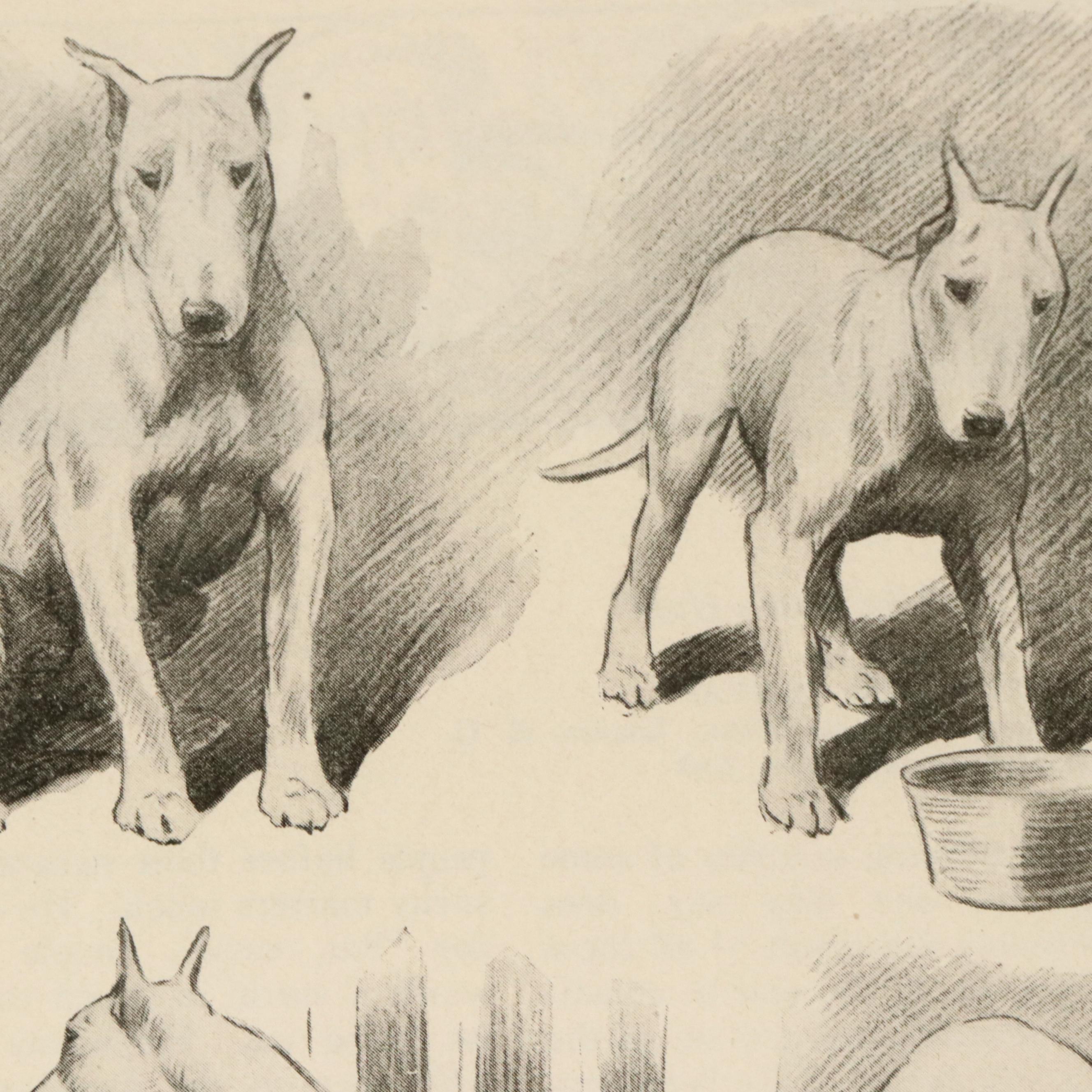 Offset Lithograph and Halftone Illustrations of Bull Terriers, 20th Century