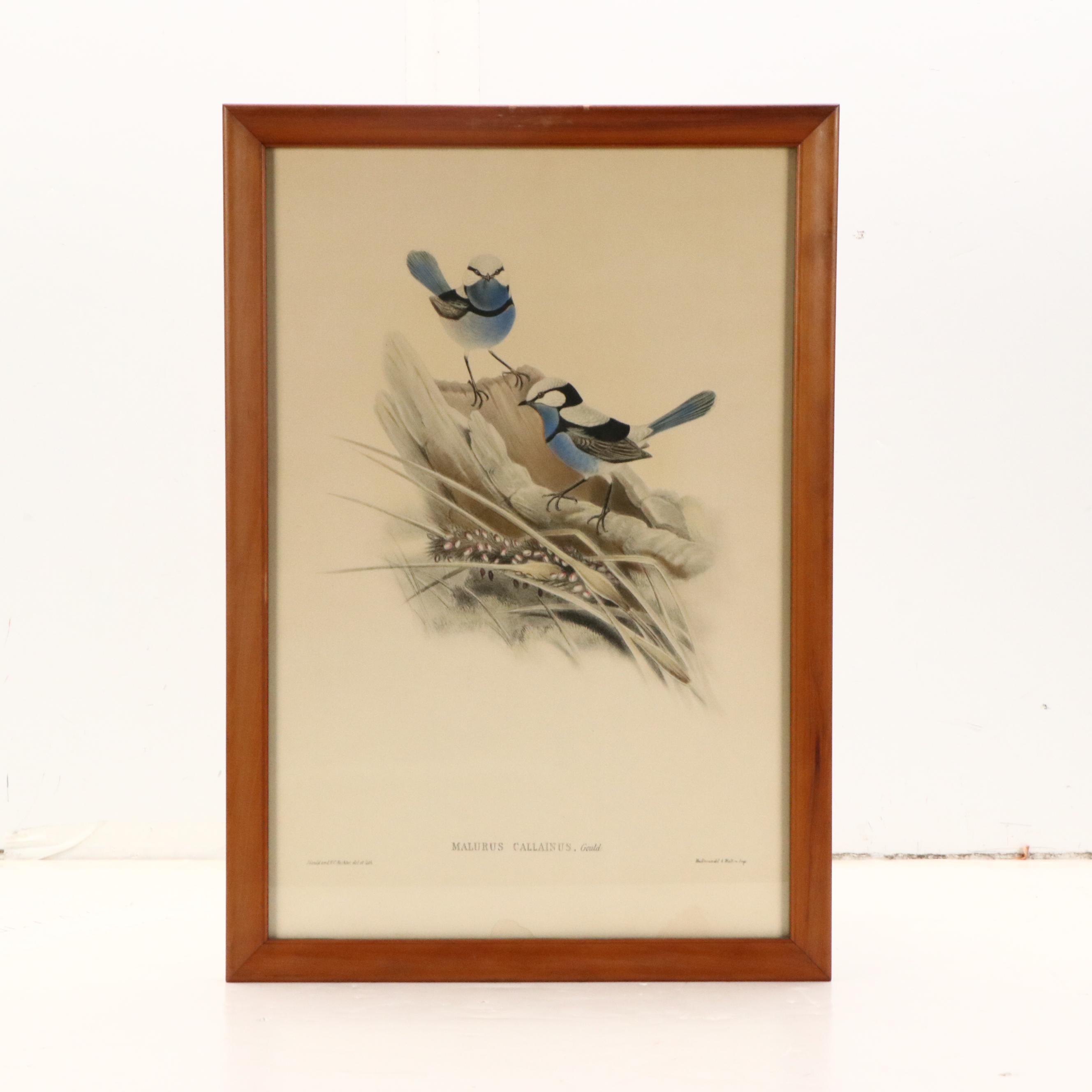 Ornithological Color Lithographs After John Gould