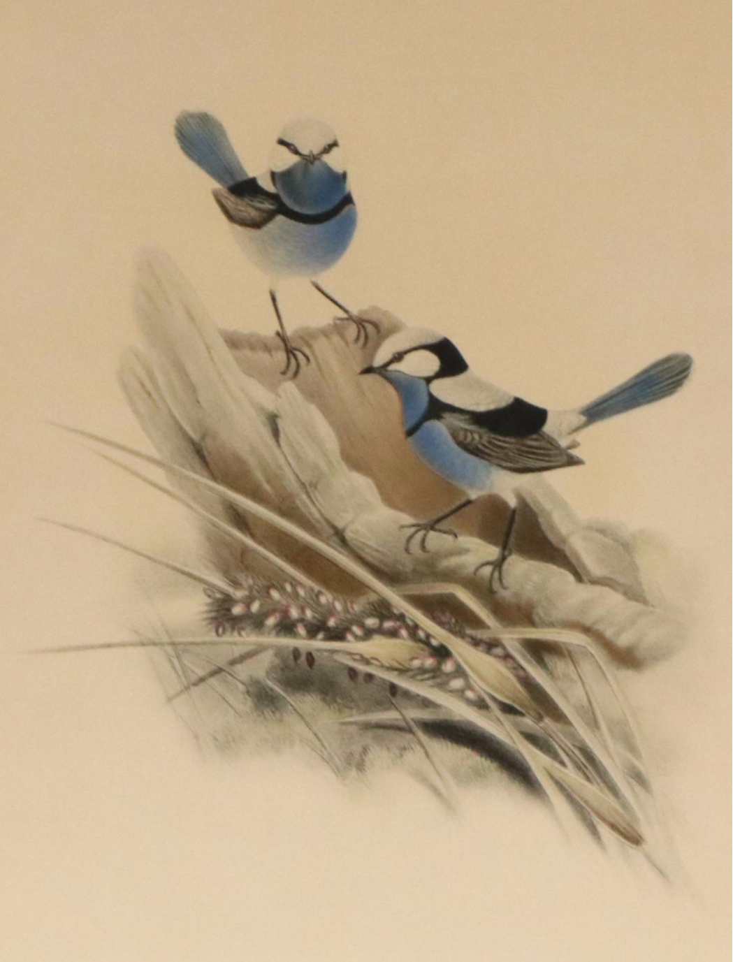 Ornithological Color Lithographs After John Gould
