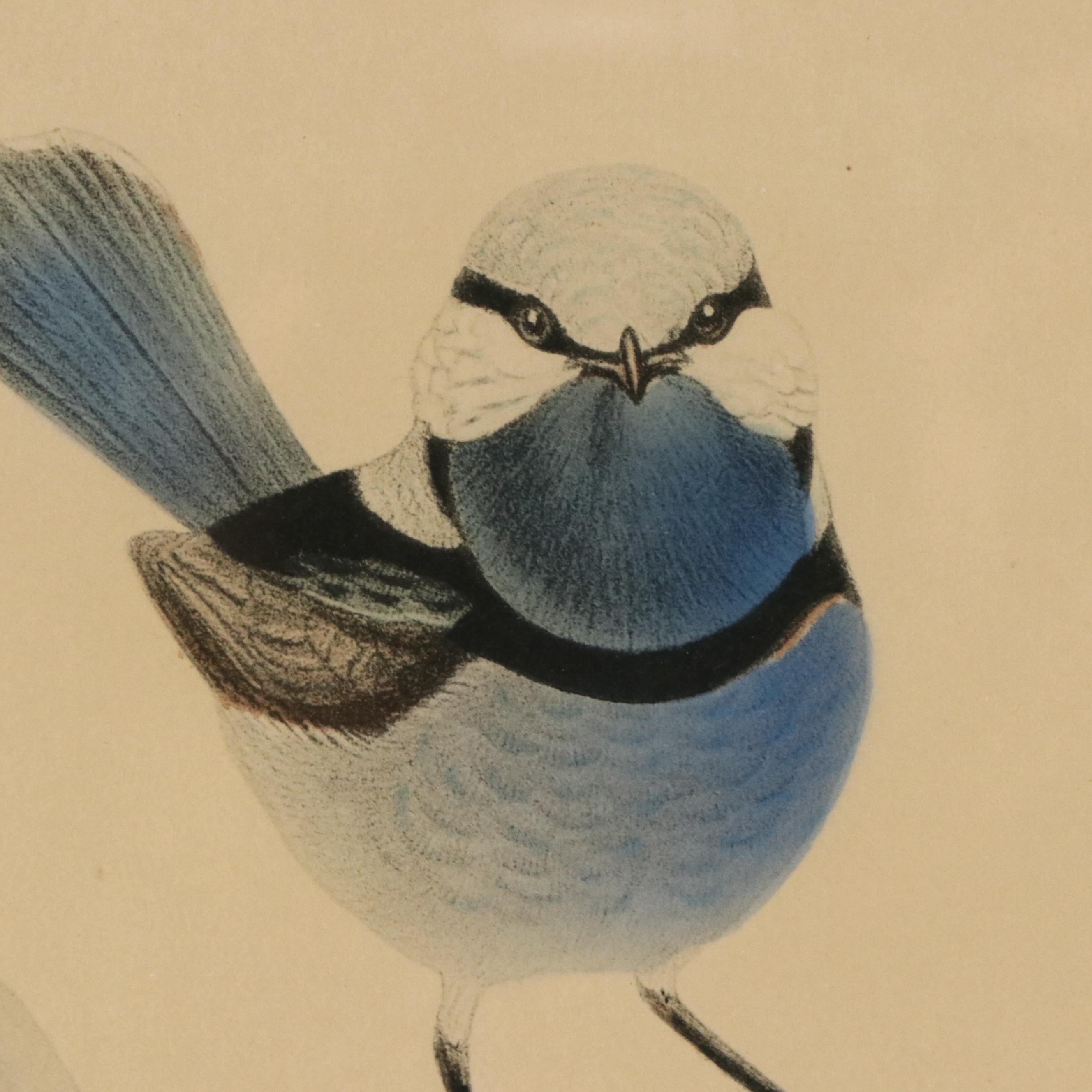 Ornithological Color Lithographs After John Gould