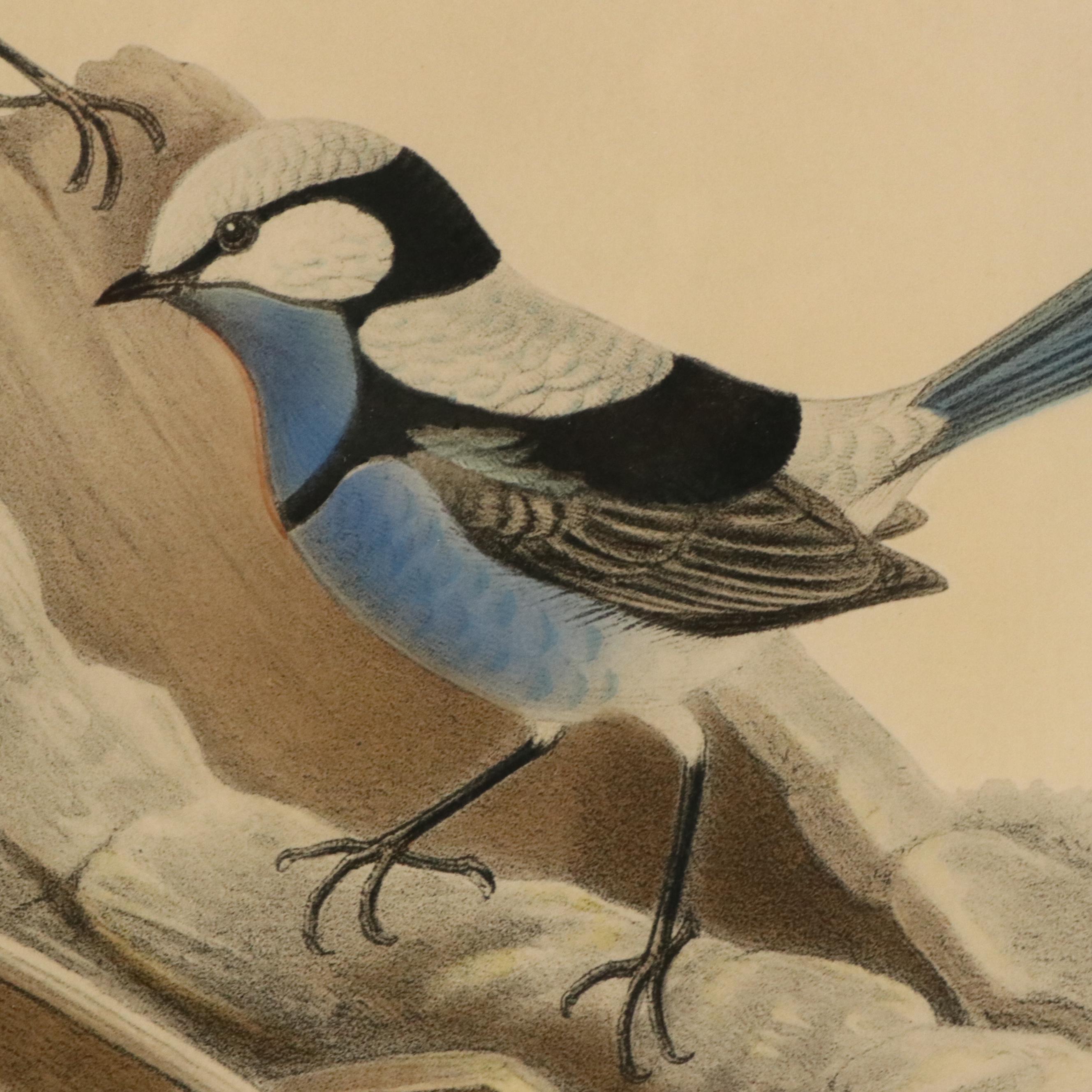 Ornithological Color Lithographs After John Gould