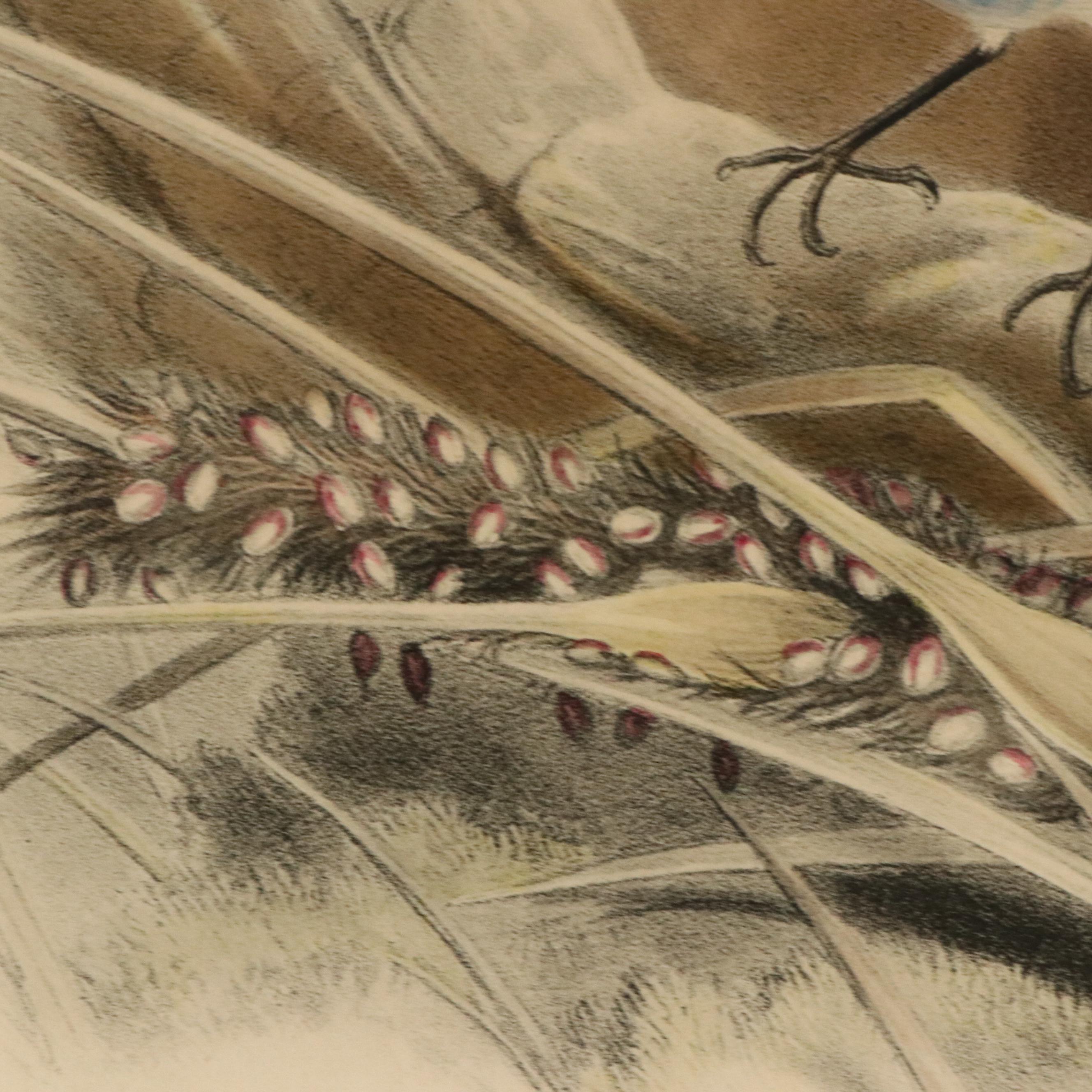 Ornithological Color Lithographs After John Gould