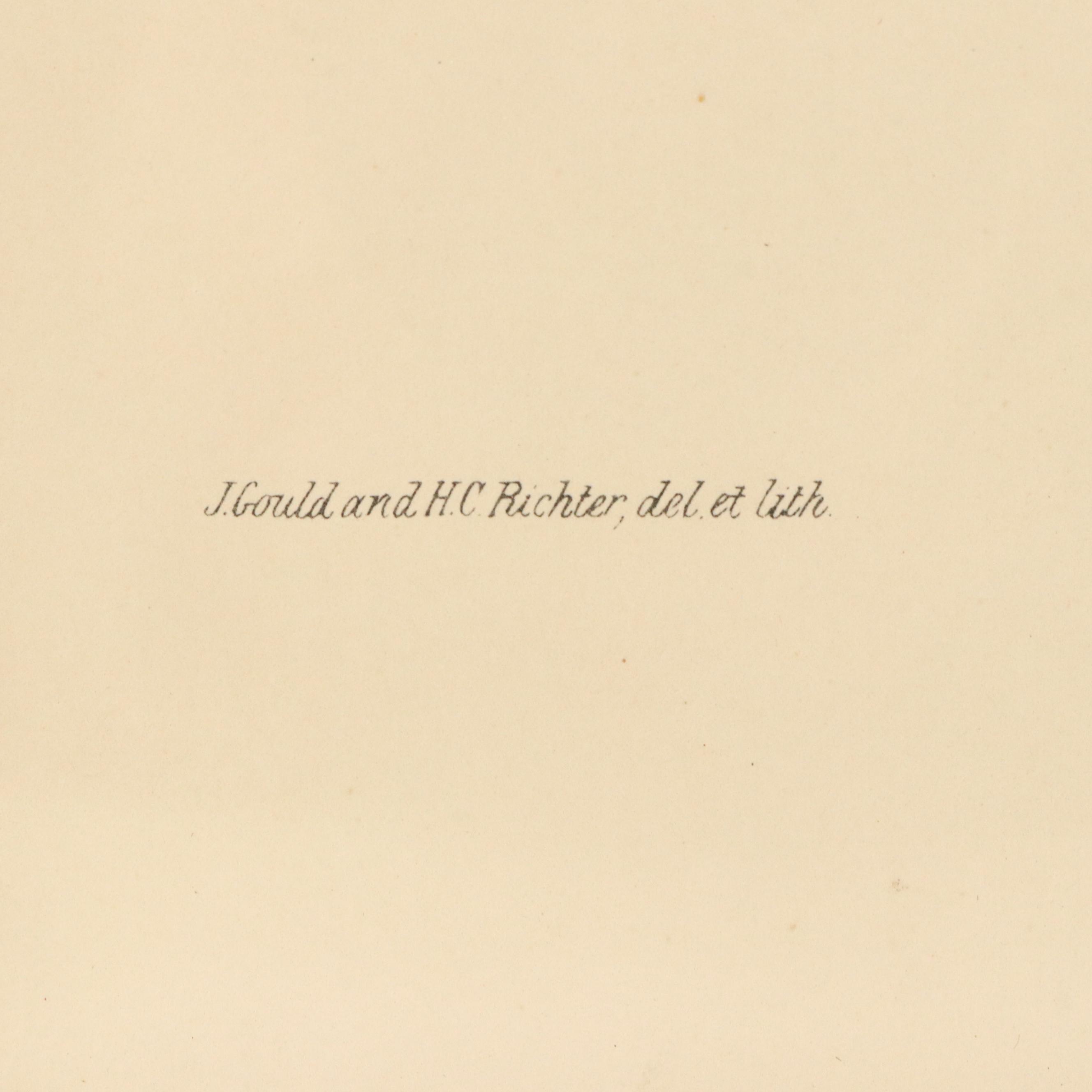 Ornithological Color Lithographs After John Gould