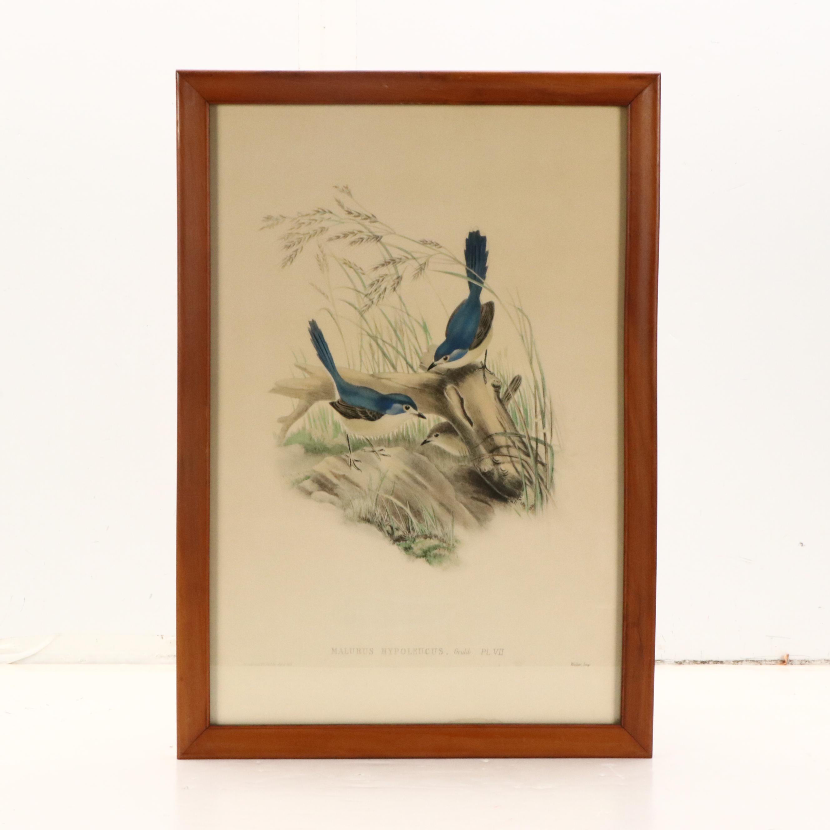 Ornithological Color Lithographs After John Gould