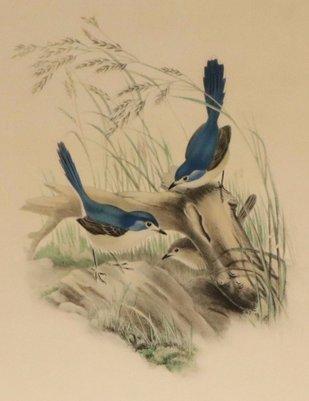 Ornithological Color Lithographs After John Gould