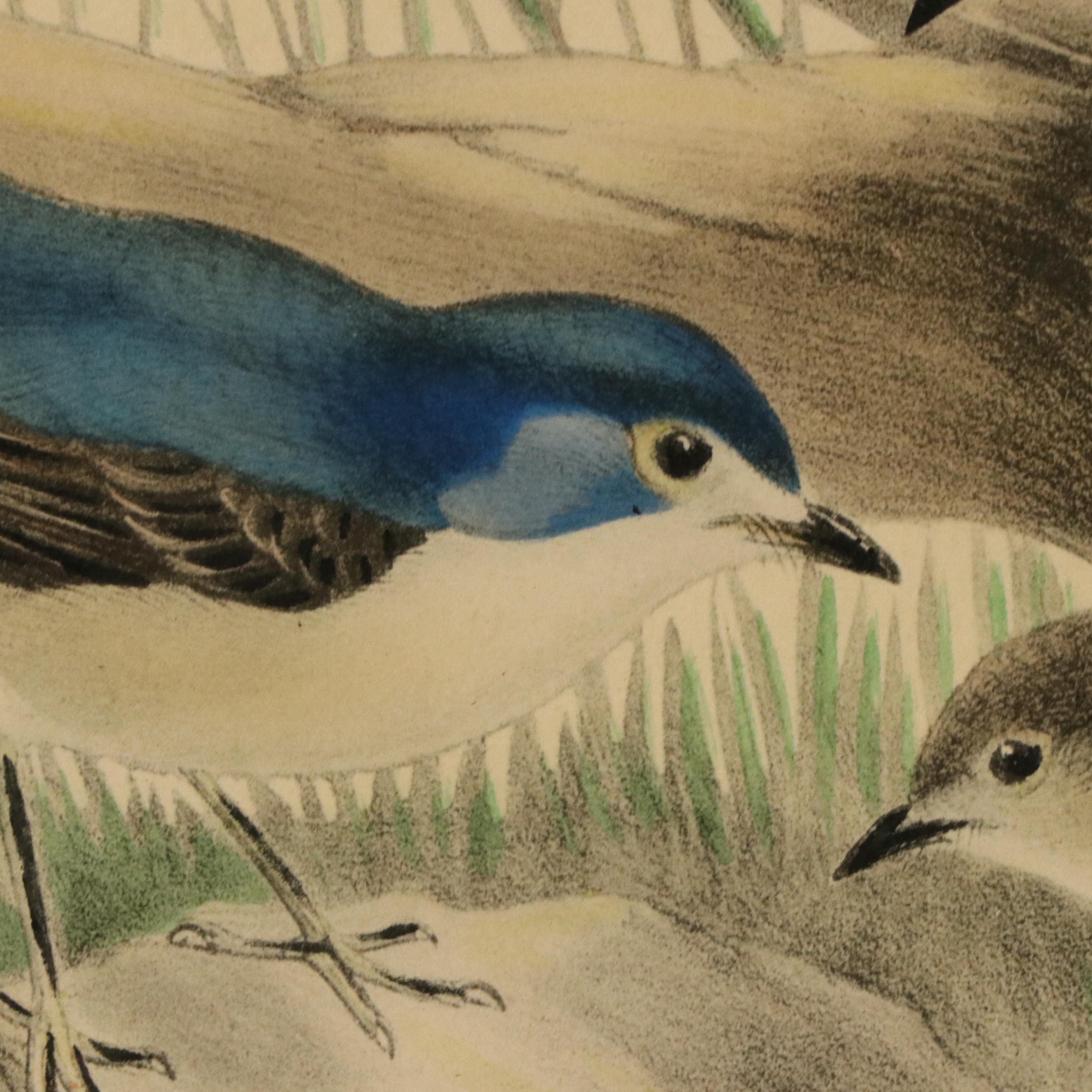 Ornithological Color Lithographs After John Gould