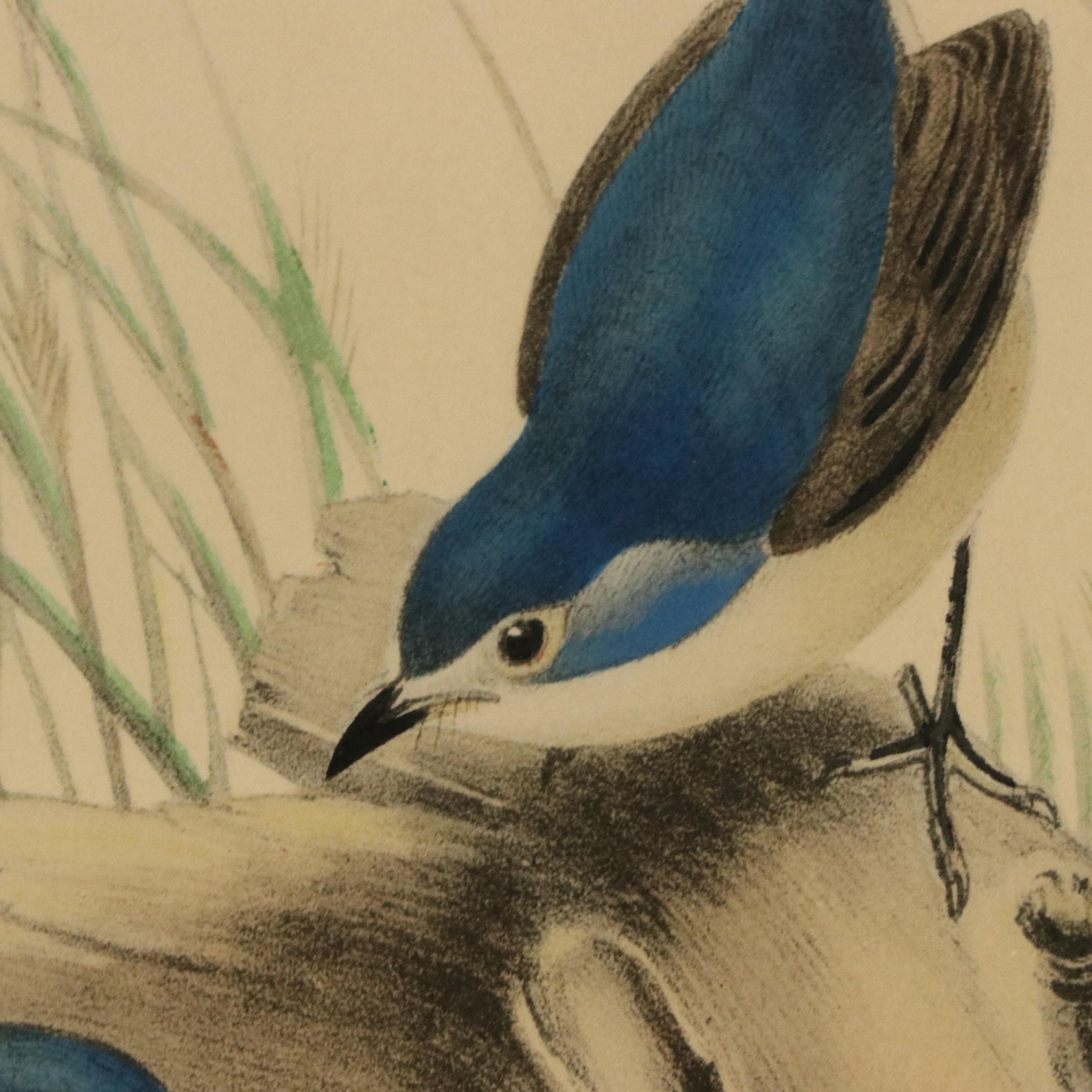 Ornithological Color Lithographs After John Gould