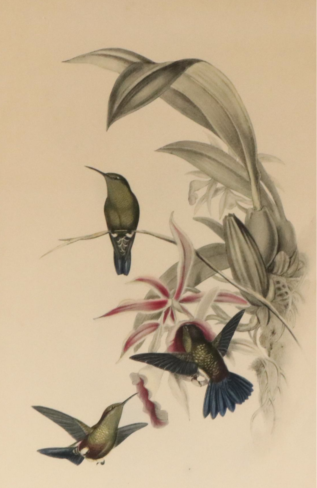 Ornithological Color Lithographs After John Gould