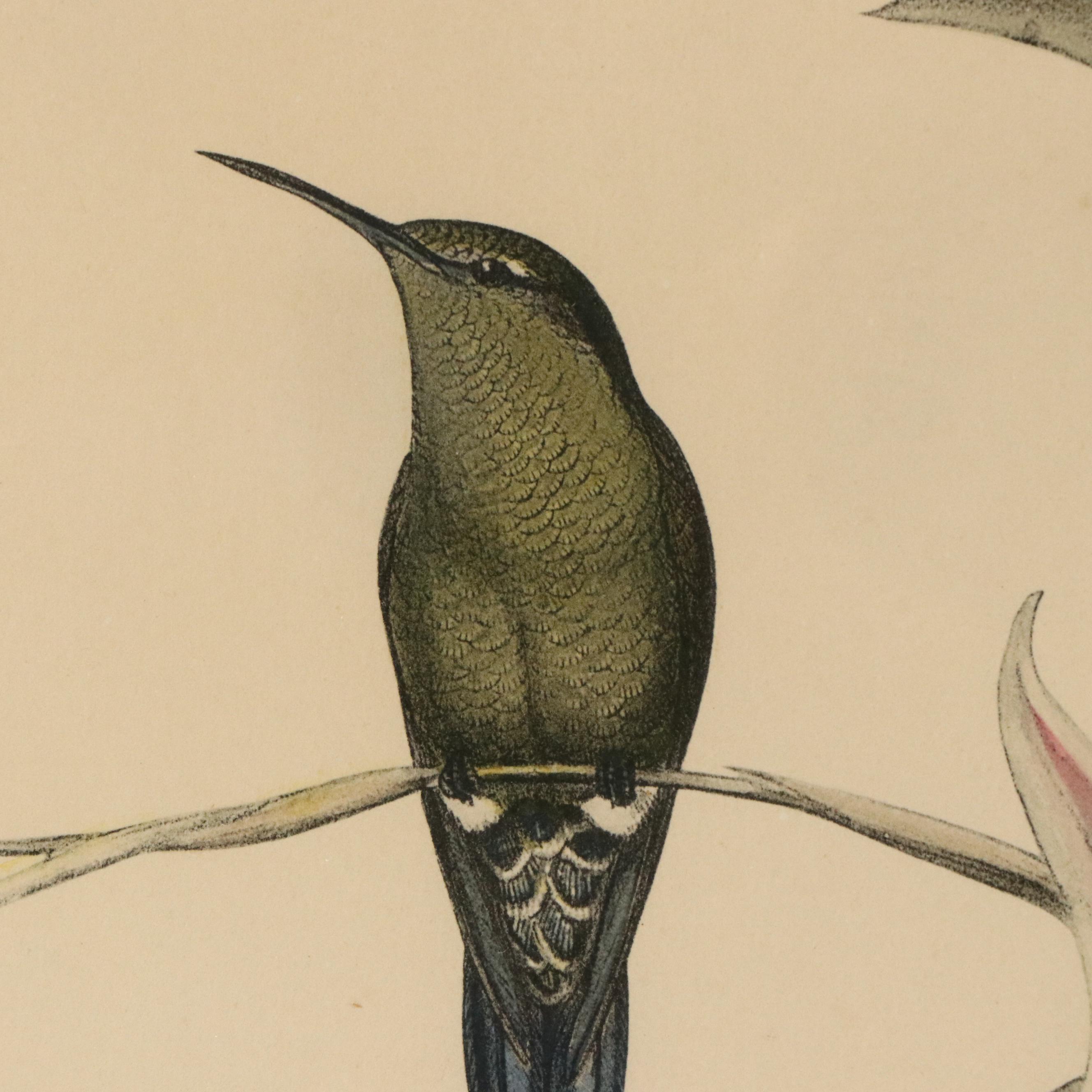 Ornithological Color Lithographs After John Gould
