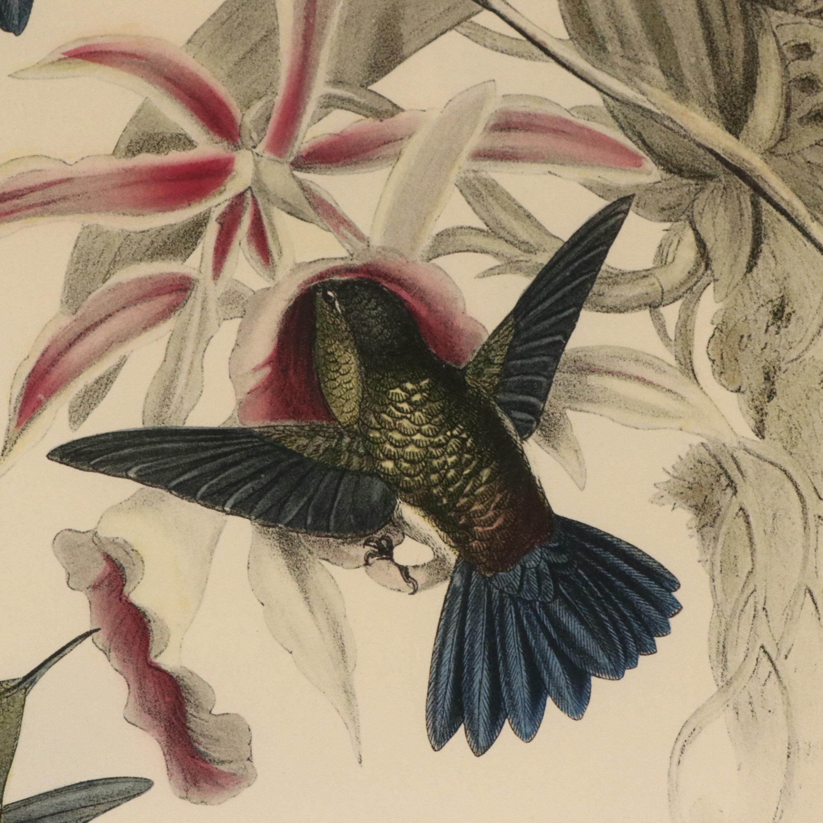 Ornithological Color Lithographs After John Gould