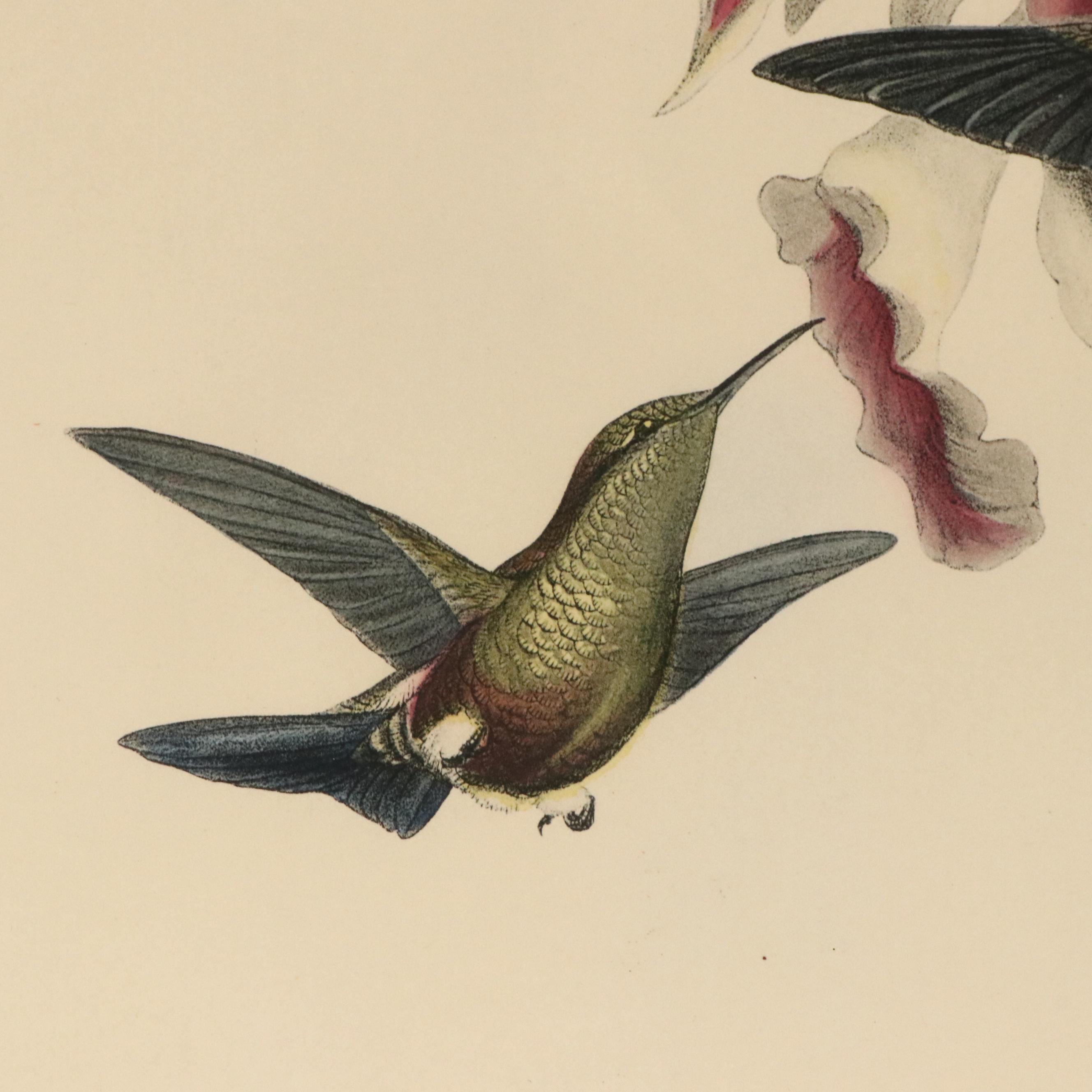 Ornithological Color Lithographs After John Gould