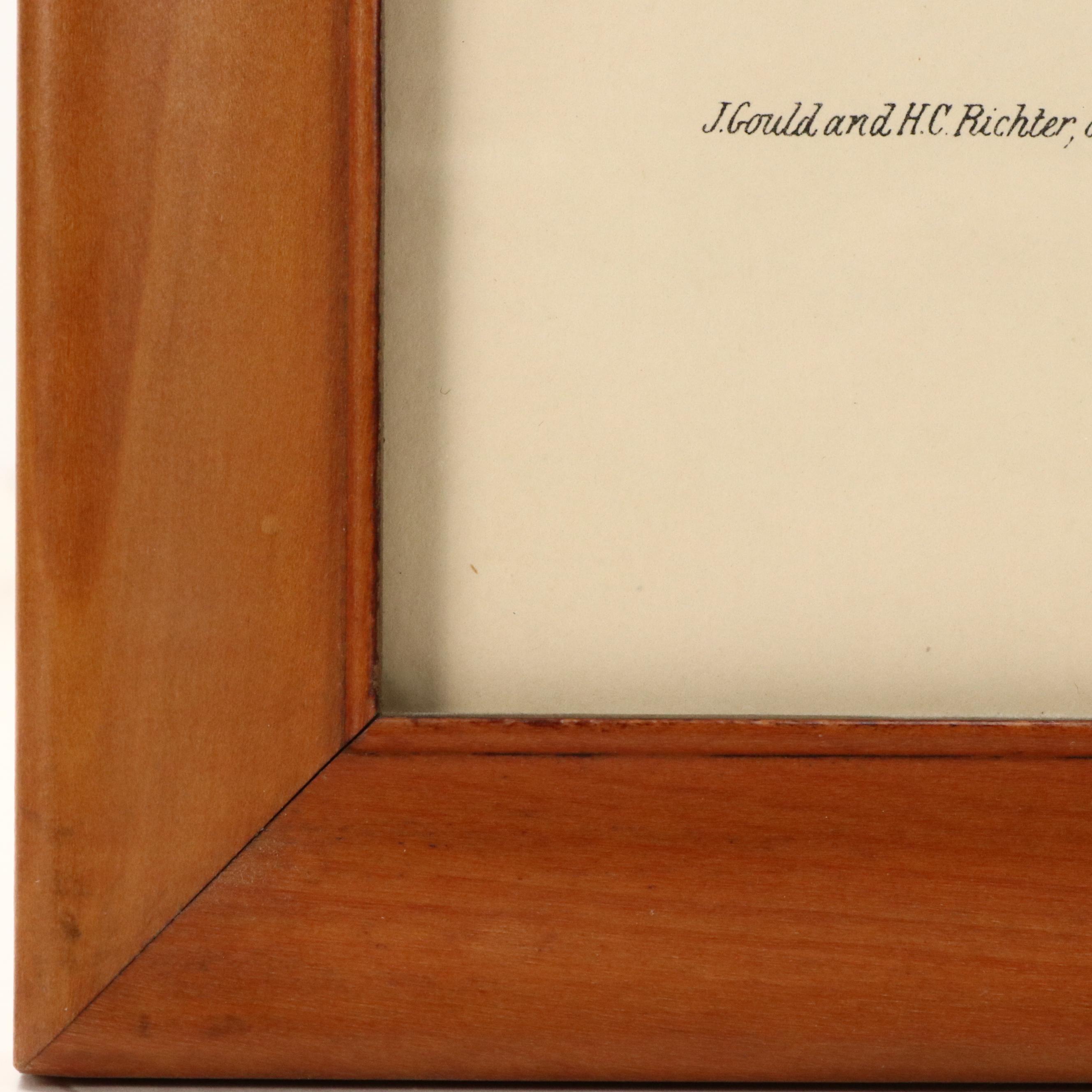 Ornithological Color Lithographs After John Gould