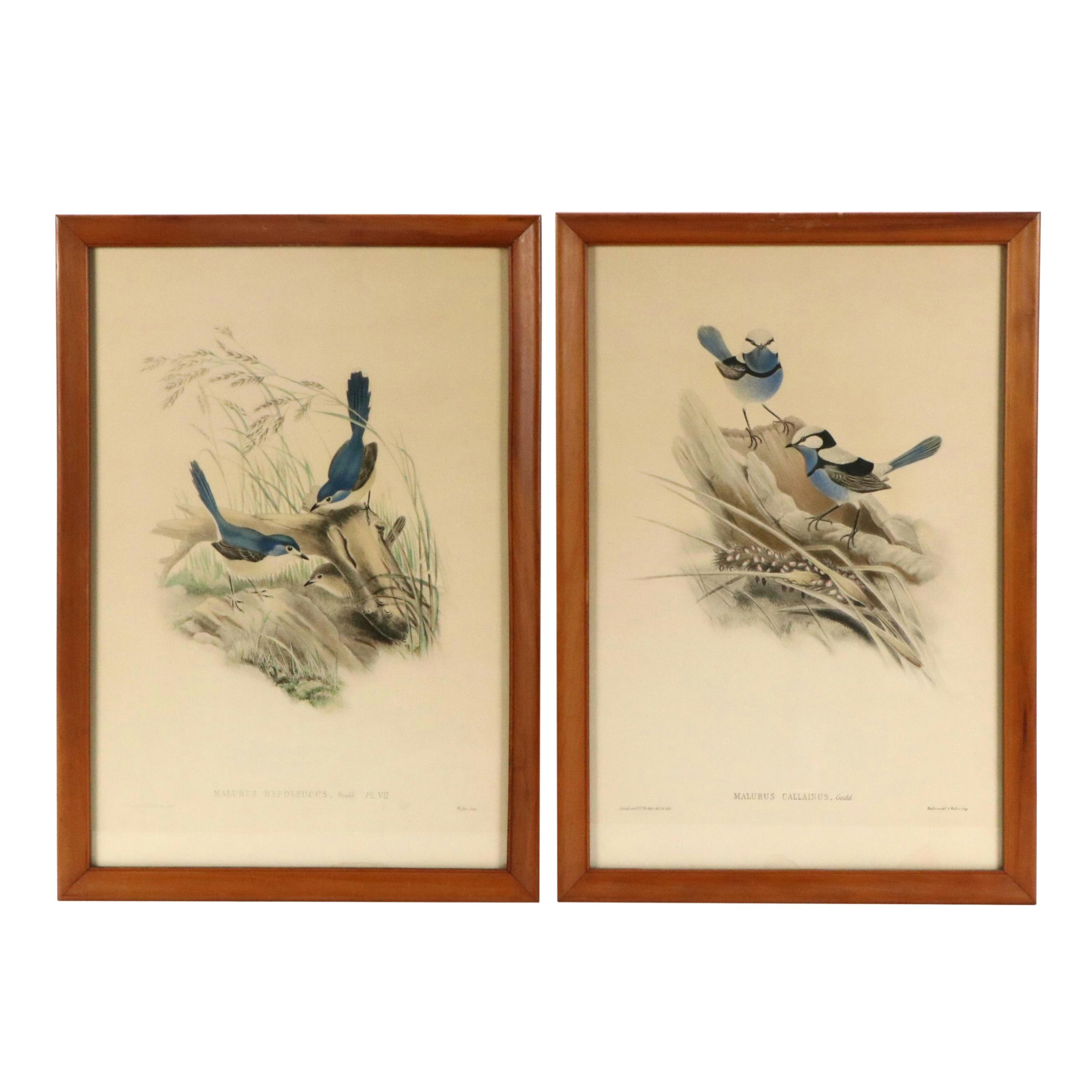 Ornithological Color Lithographs After John Gould