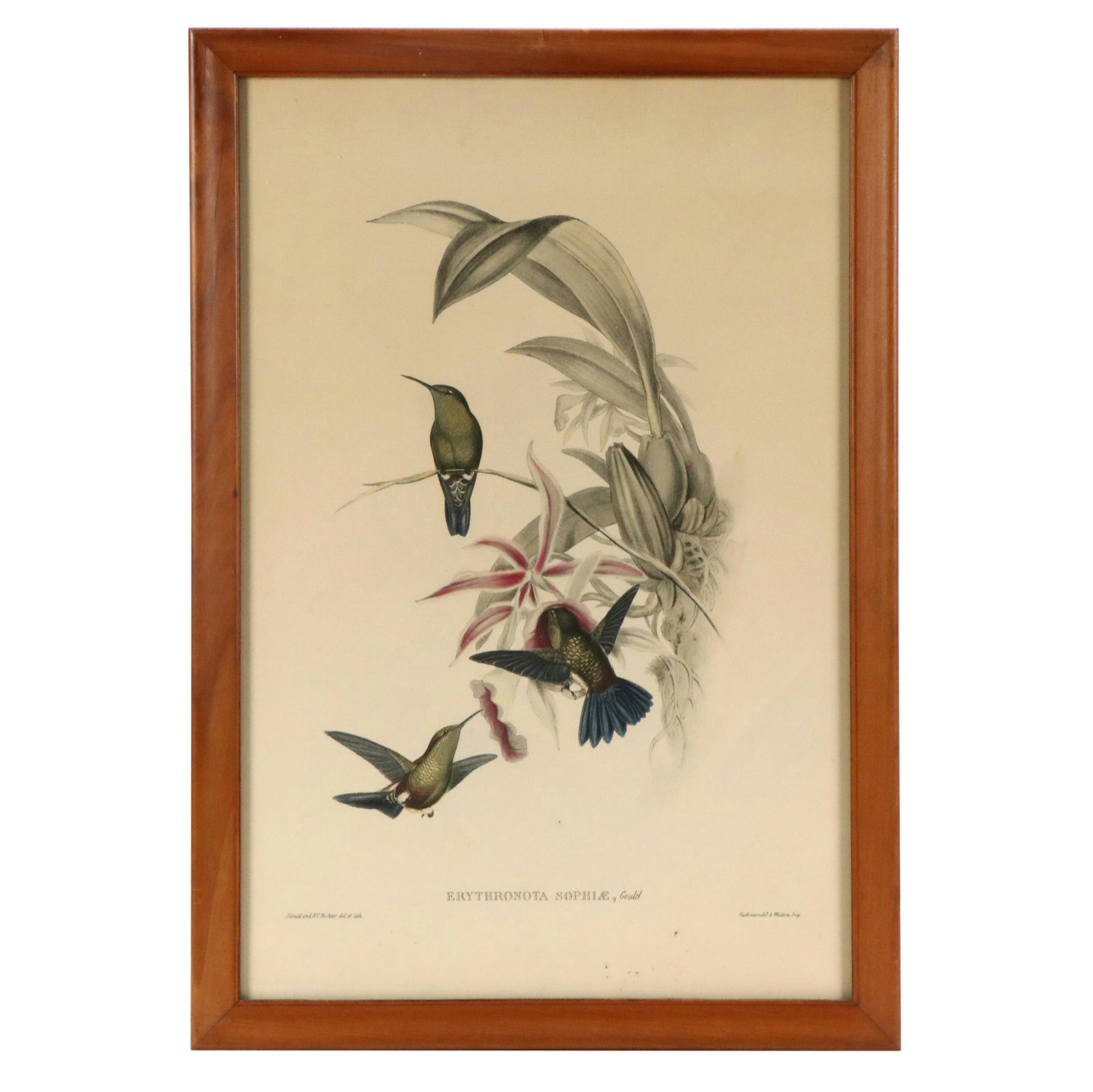 Ornithological Color Lithographs After John Gould