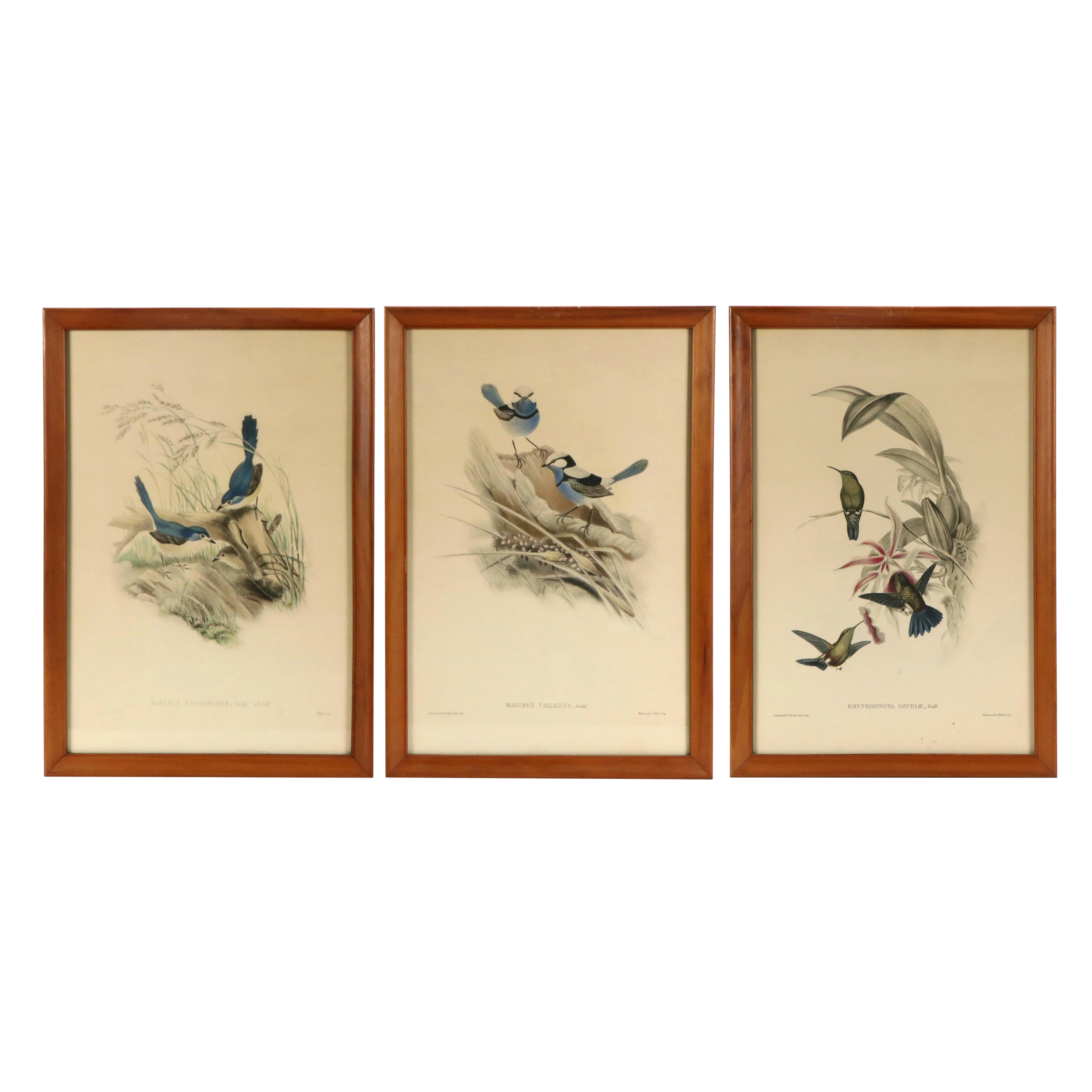 Ornithological Color Lithographs After John Gould