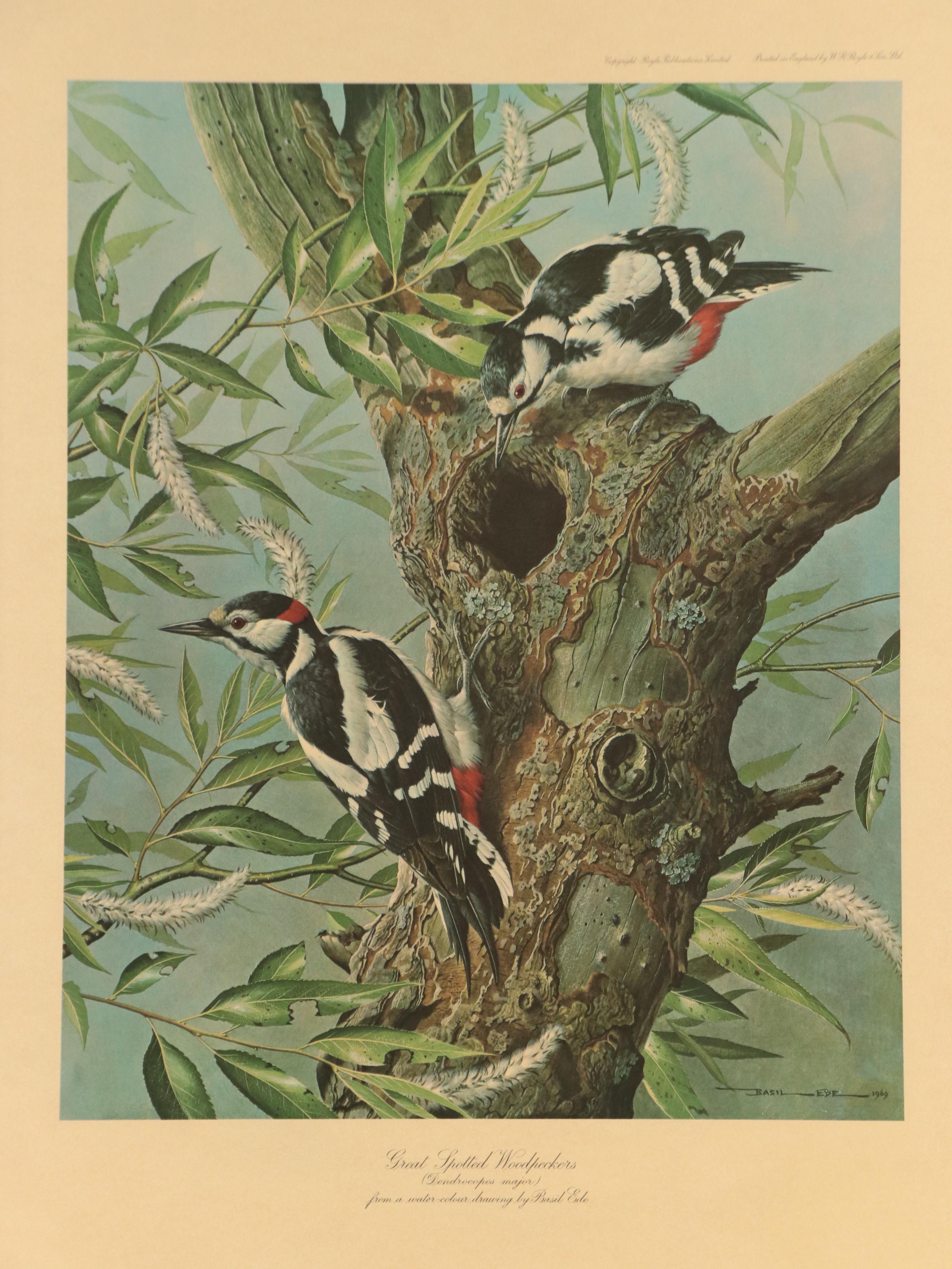 After Basil Ede Offset Lithograph "Great Spotted Woodpeckers," Circa 1969