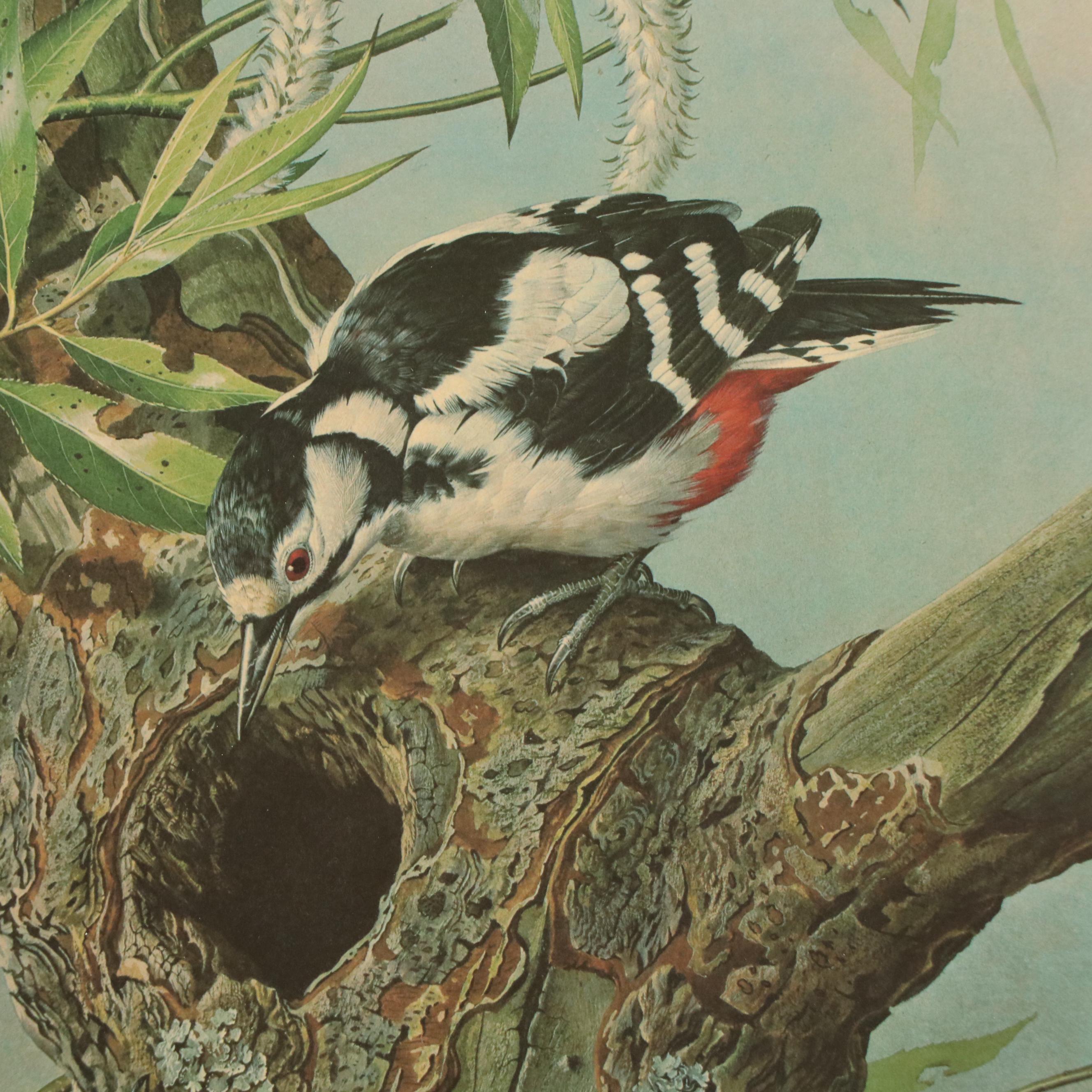 After Basil Ede Offset Lithograph "Great Spotted Woodpeckers," Circa 1969